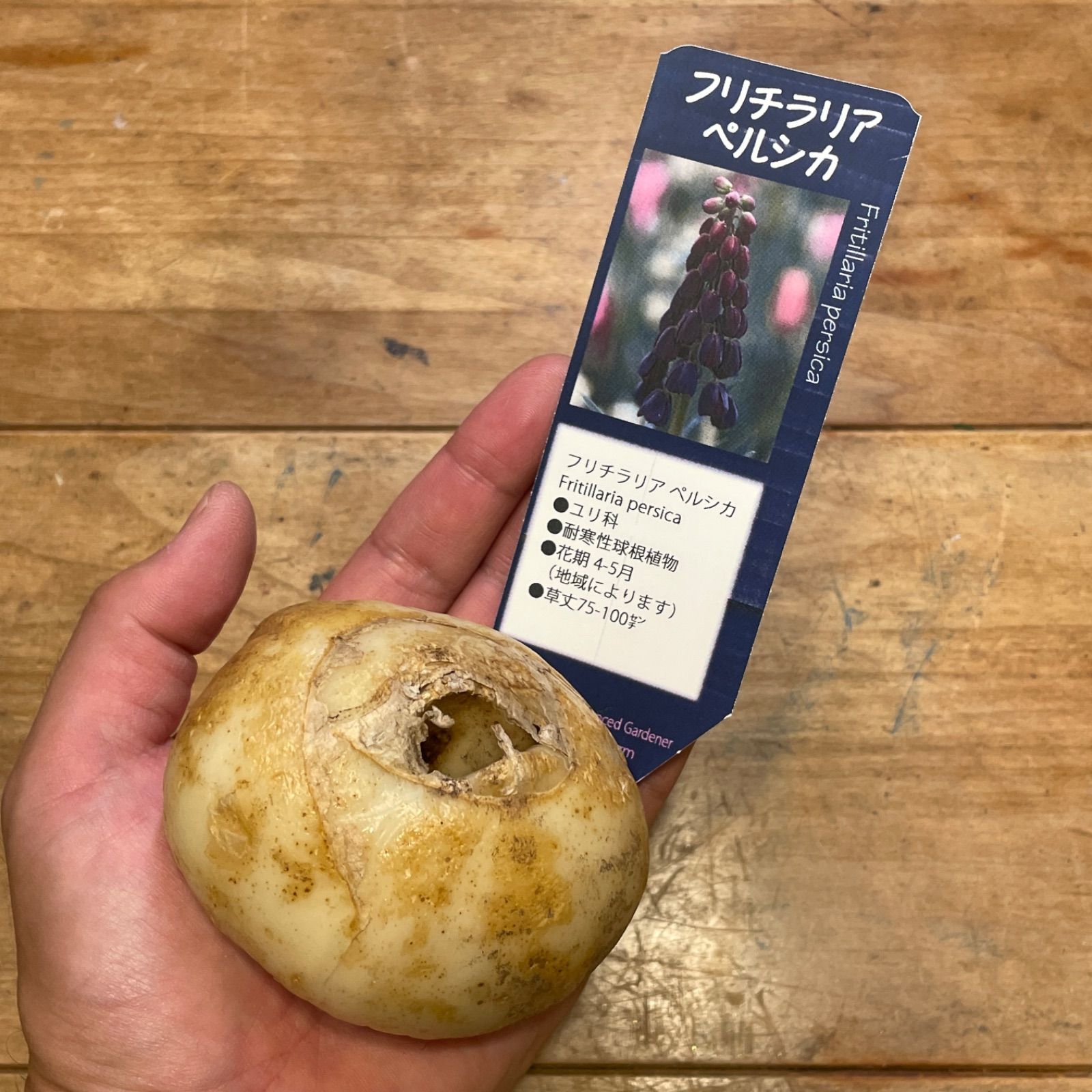 球根】フリチラリア・ペルシカ／1球入（ラベル1枚付き） - メルカリ