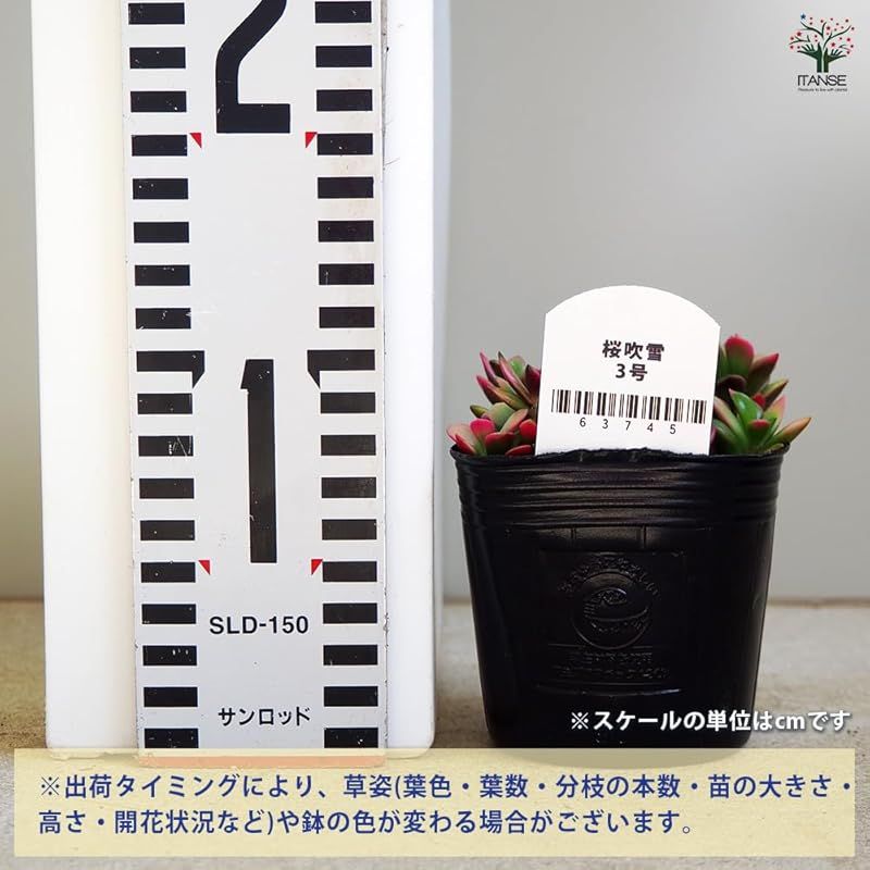 8個売り 品種で選べる多肉植物