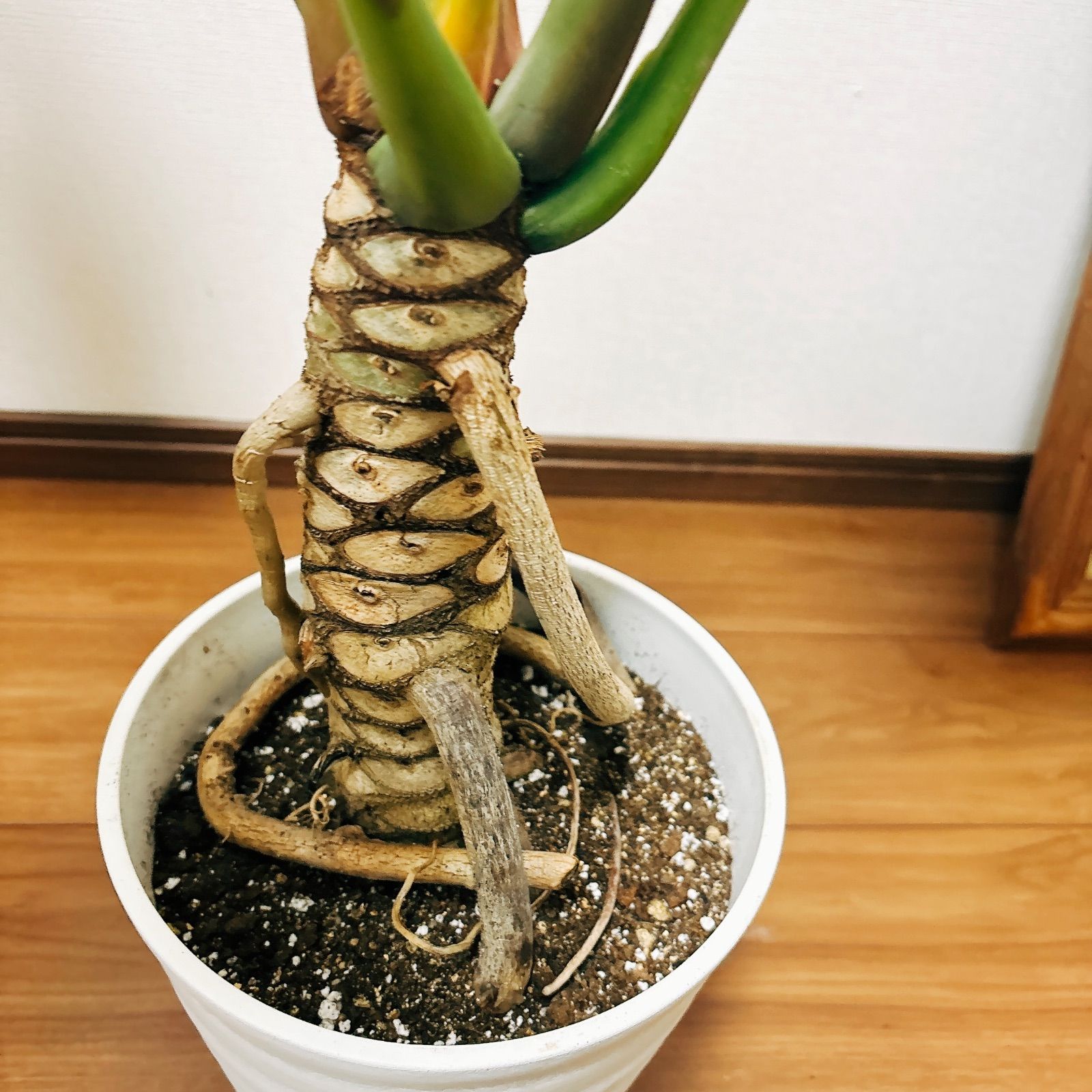 観葉植物 モンテラス 高さ約80cm幅約90cm - 観葉植物