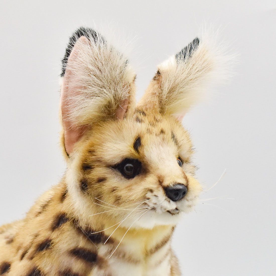 サーバルキャット　毛皮 楽天市場】HANSA サーバルキャット 48 L48(cm) 7372 AFRICAN