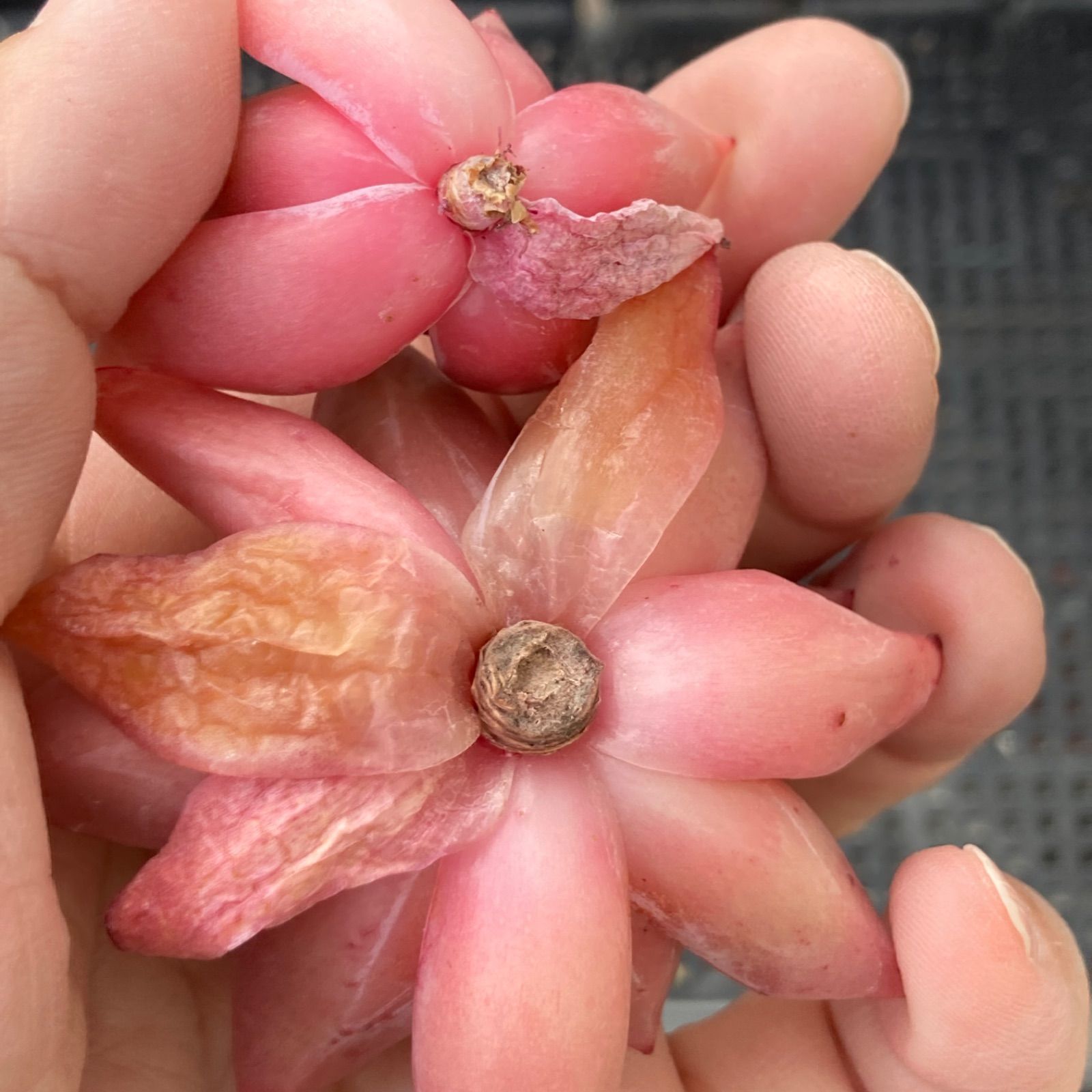 新価格】エケべリア 韓国苗 ルナ イエロータイプ 多肉植物