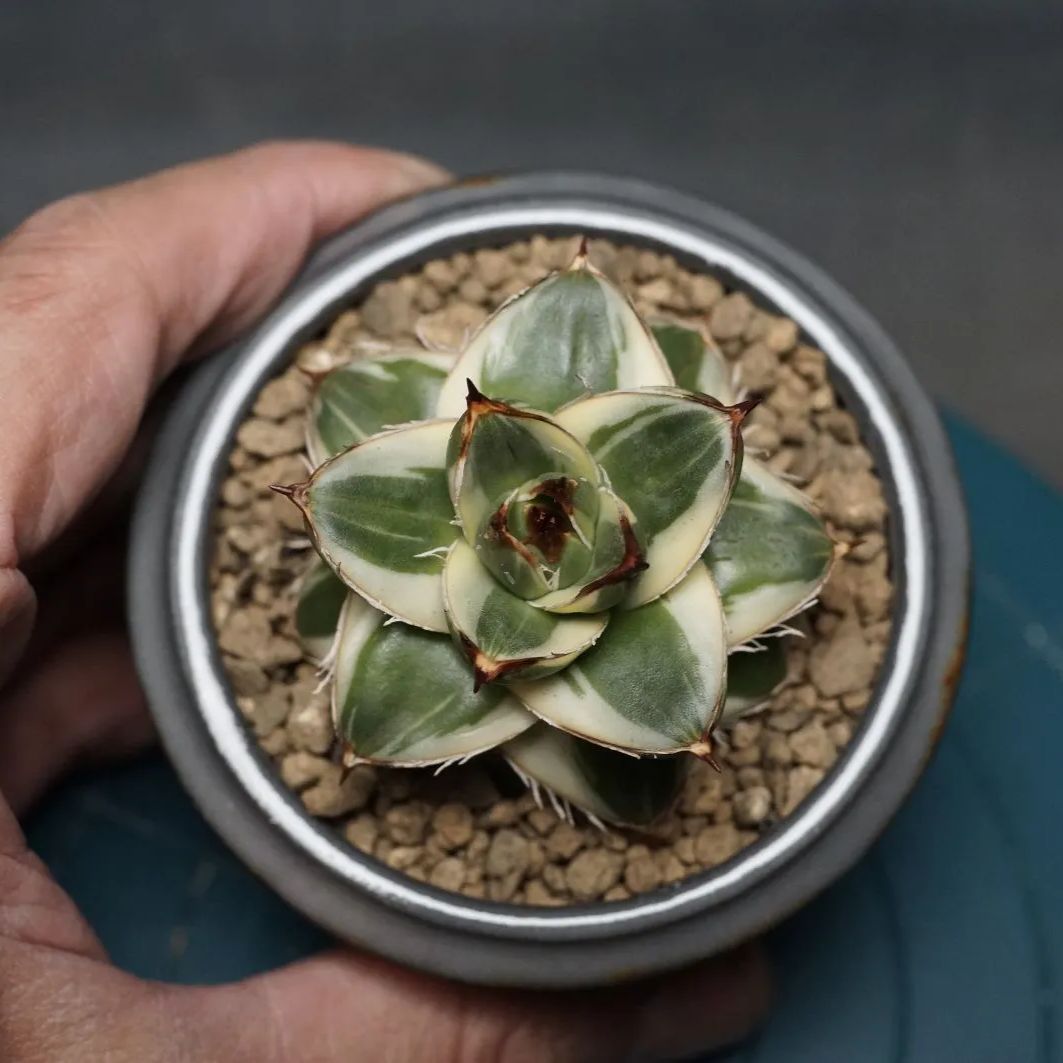 ⭐︎専用中⭐︎アガベ　ピンキー　プレステラ90 Agave filifera 'Pinky'