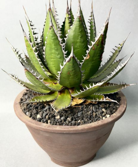 アガベ　ホリダ　大株　サボテン　ドライガーデン　ユッカ　アロエ アガベ ホリダ 大株 サボテン ドライガーデン ユッカ アロエ