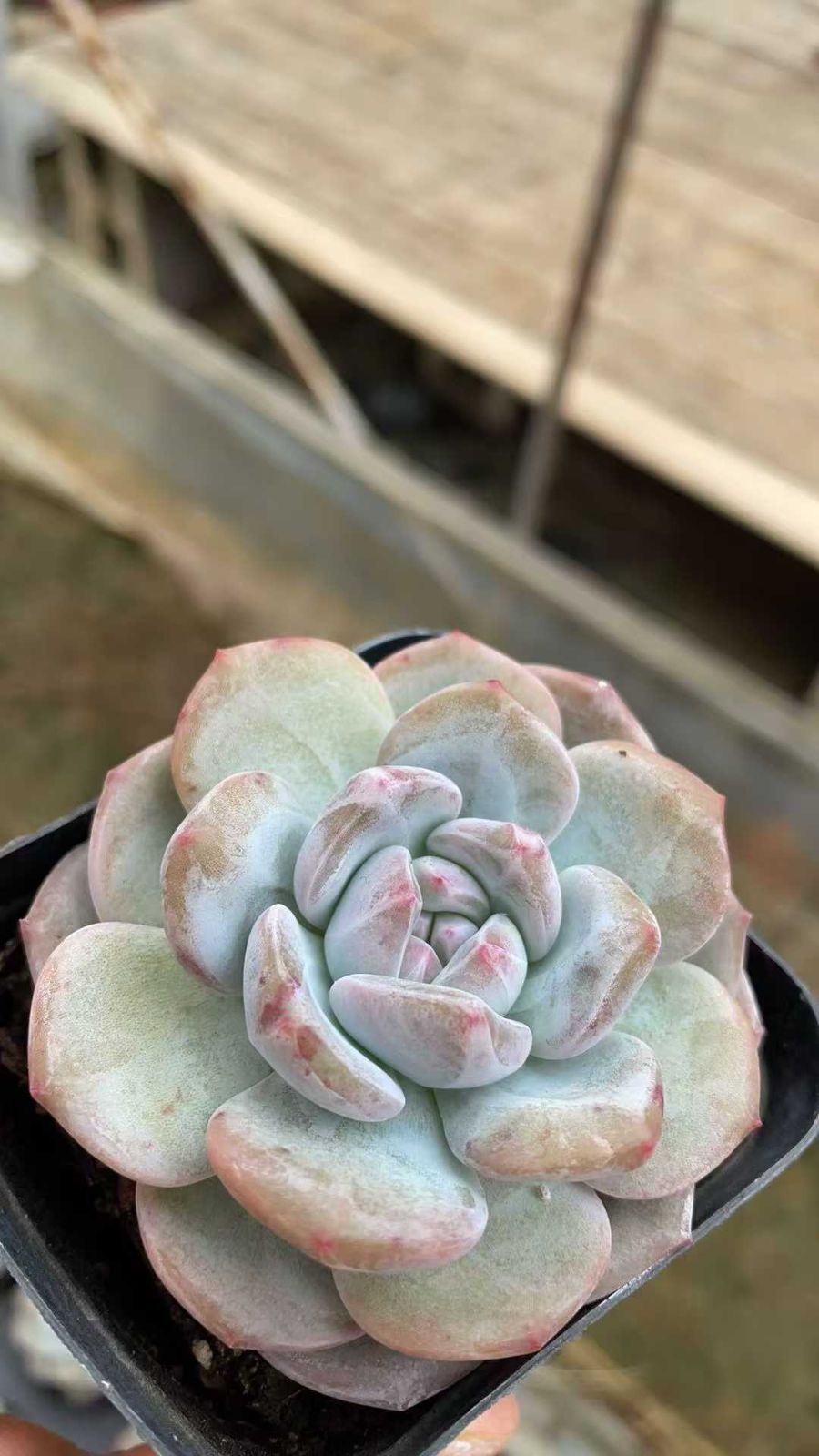 50株の抜き苗セット】スタージェイド単頭 多肉植物 佐川急便発送