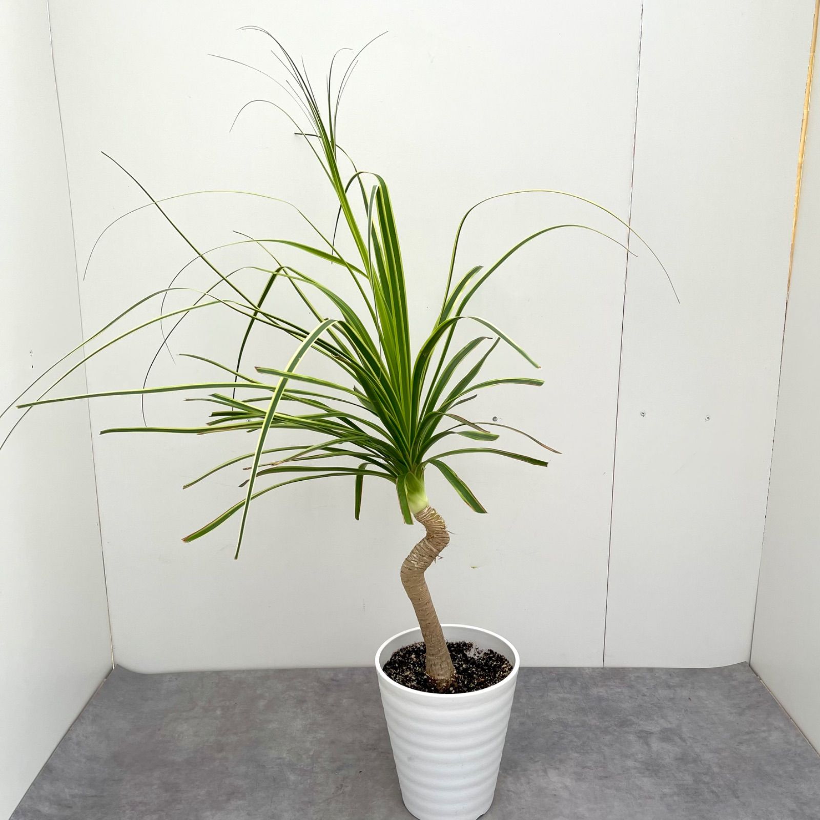 トックリラン ノリナ 斑入り 17【現品】☆希少☆ 観葉植物 室内 - メルカリ