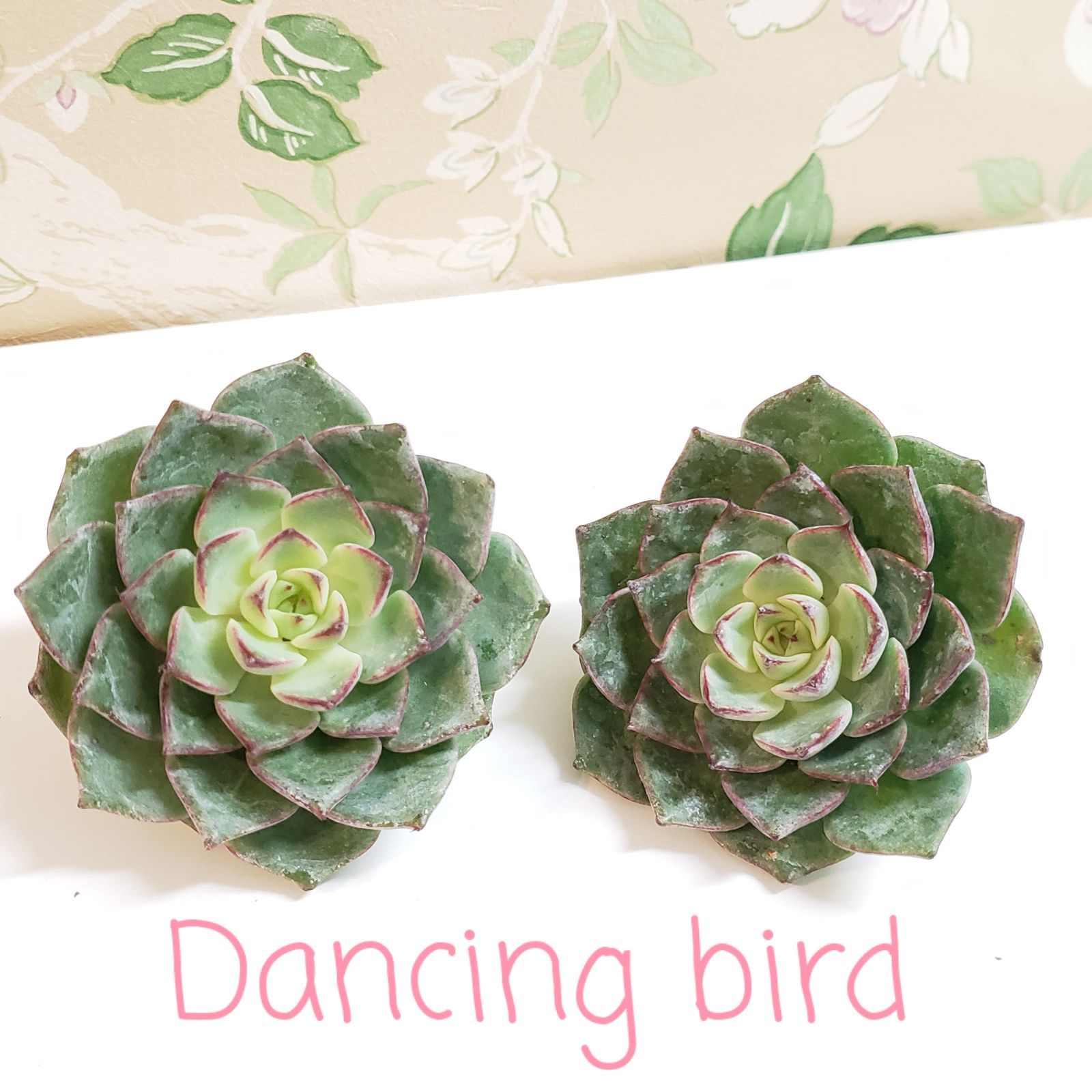 劇レア◇Dancing bird◇ 韓国苗 エケベリア 多肉植物 - mimo succulent