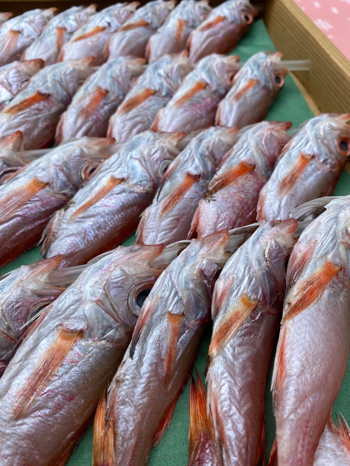 【5セット限定】島根県産ノドグロ丸干し‼️小さいサイズですが味は最高です‼️-1