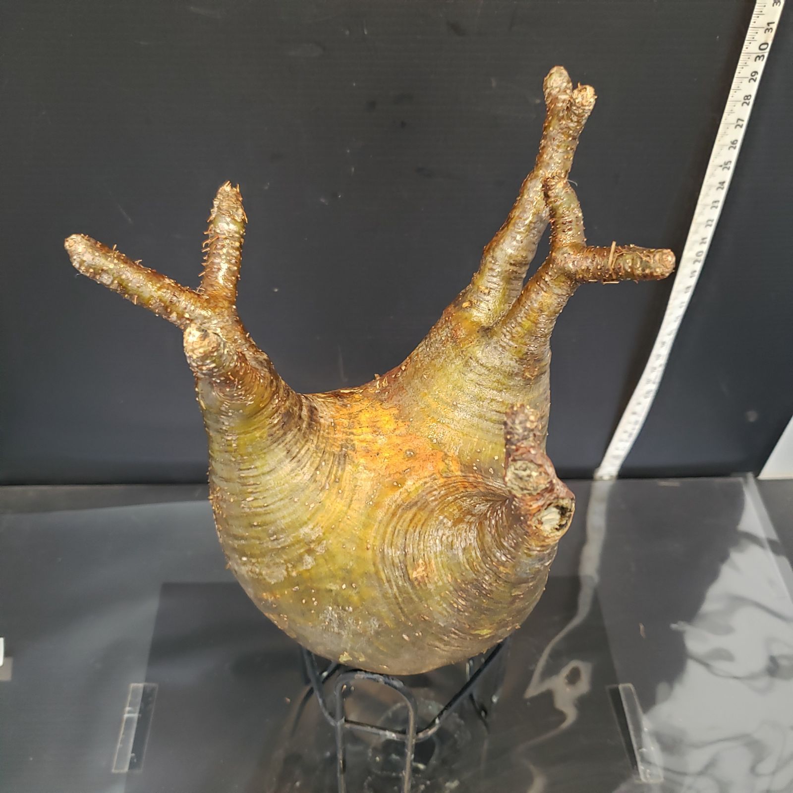 110000円値引き!・超細密肉筆植物画ハマナス(浜梨) ハマナス | しぅーしぃの中国語生物名備忘録