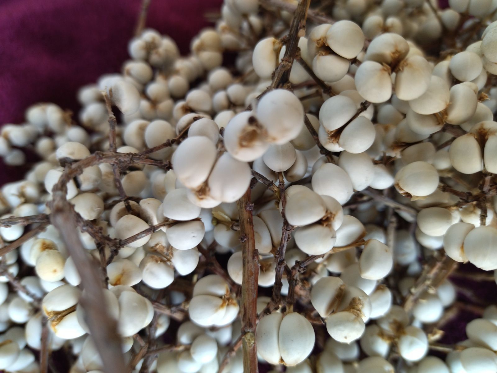 ナンキンハゼの実。ナンキンハゼ。50本。短め。ドライフラワー  