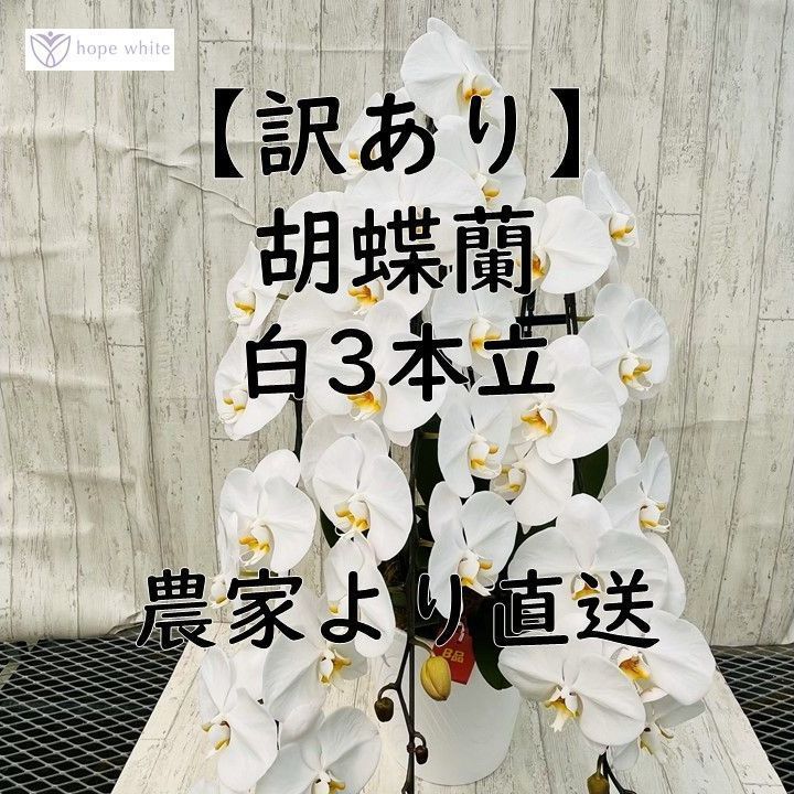 訳あり 胡蝶蘭白３本立|花並びの不揃い