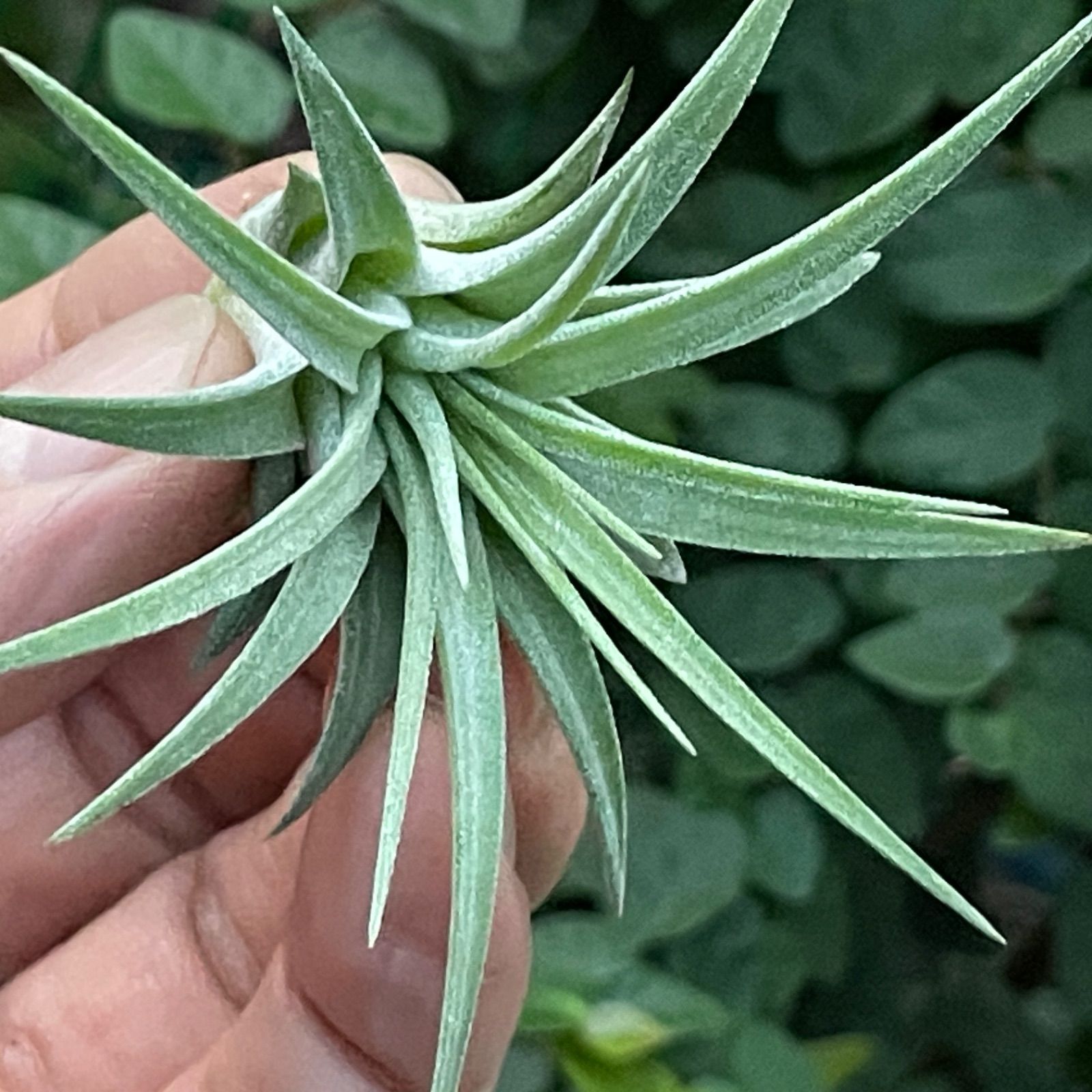 チランジア イオナンタ マキシマ アルビノ Tillandsia ionantha var