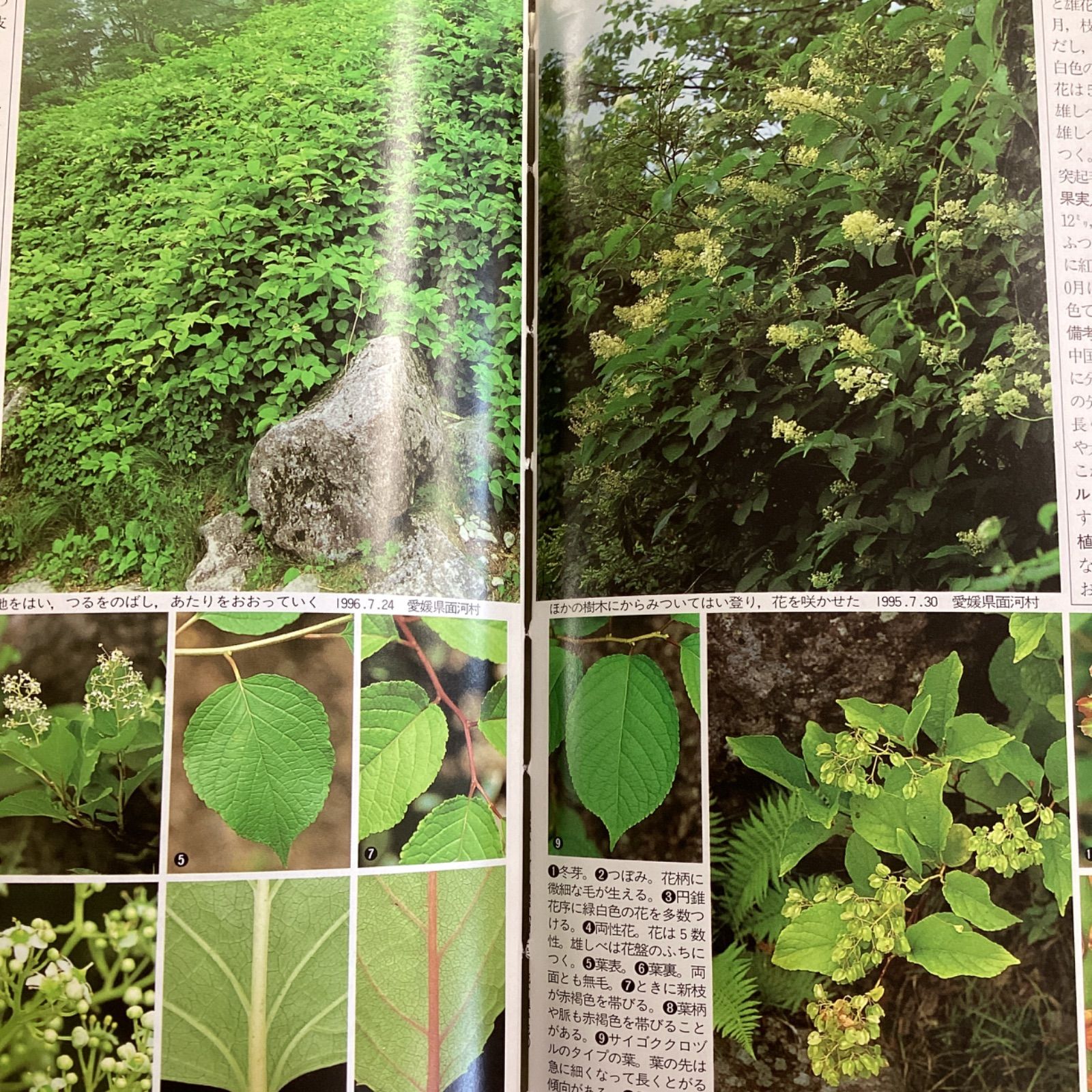 樹に咲く花?合弁花・単子葉・裸子植物 (山渓ハンディ図鑑)