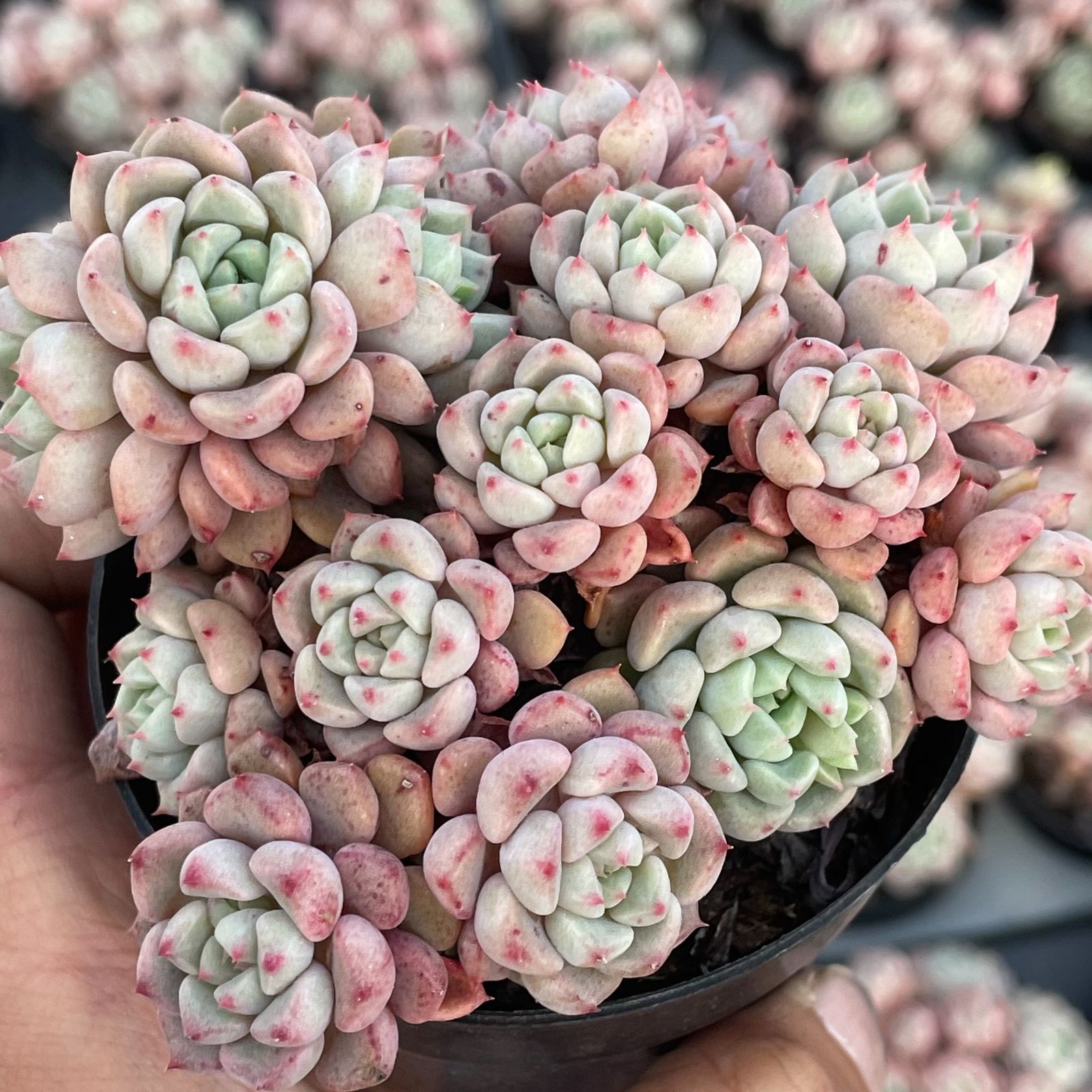 超人気】1株 抜き苗セット ラッキーバブル 多肉植物 第四種郵便で発送