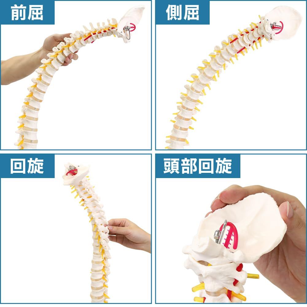 人気商品】UPstore 実物大 脊髄骨盤模型 90cm 背骨 脊柱模型 1/1