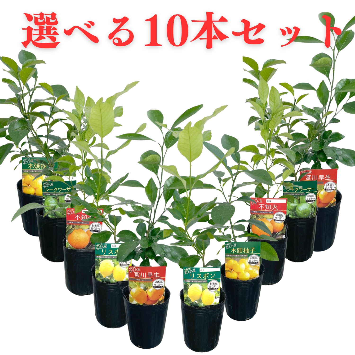 10本セット苗　柑橘 レモン苗木　ライム苗木 10本セット苗 柑橘 レモン苗木 ライム苗木