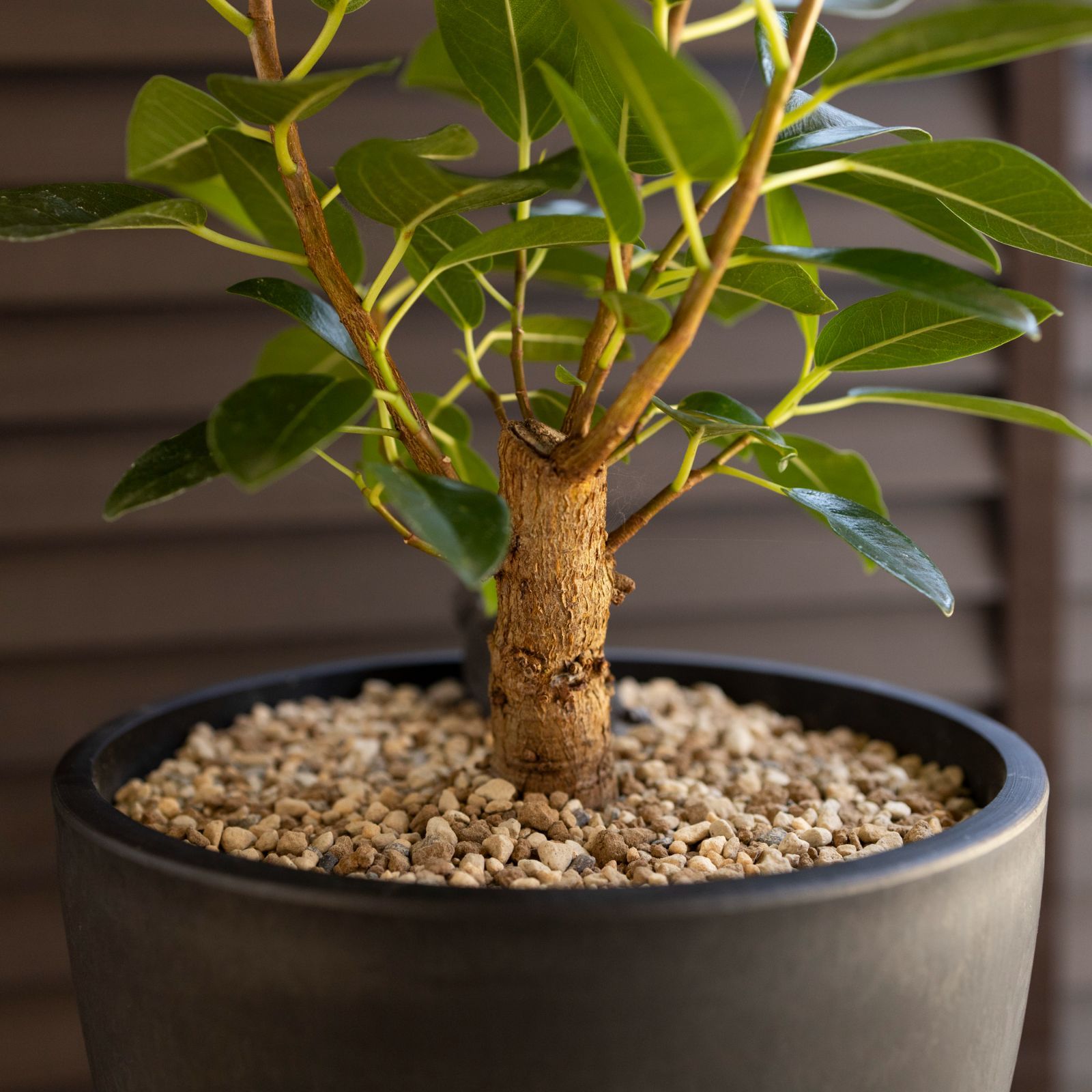 フランスゴムノキ 8号 ルビギノーサ 観葉植物 ゴムノキ フランス