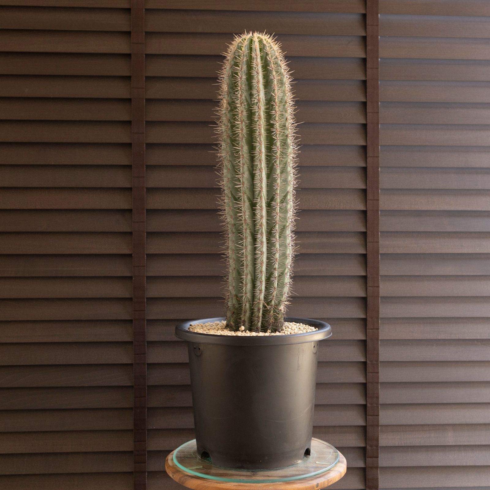 武倫柱 ブリンチュウ 安心の生産者仕入れ】サボテン ブリンチュウ