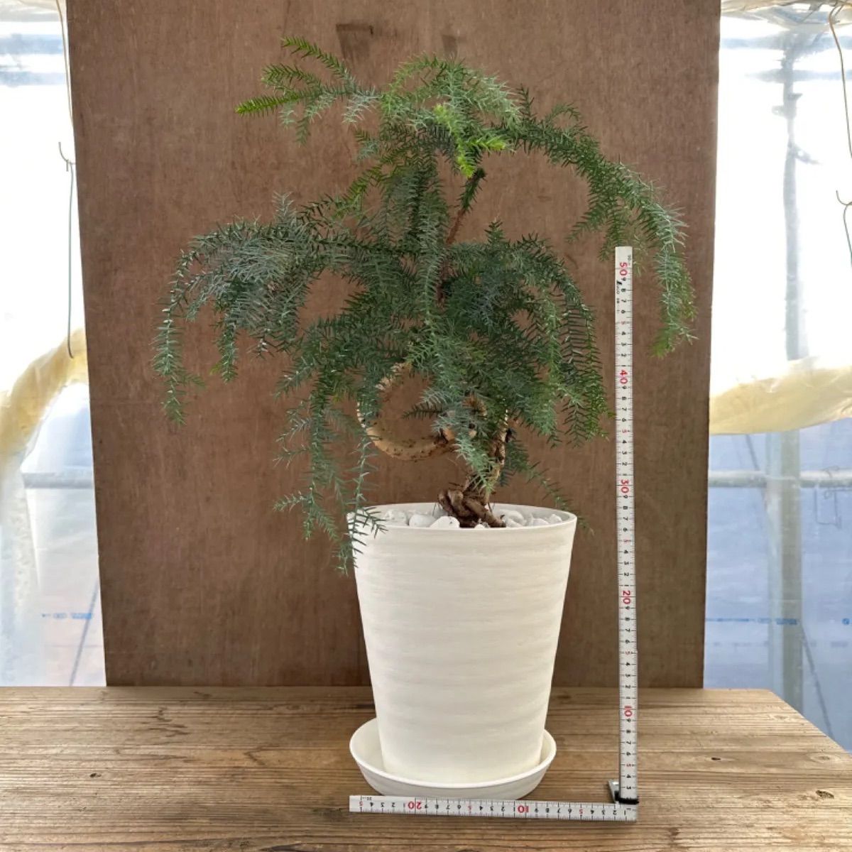 特良！アローカリア シマナンヨウスギ盆栽仕立て 観葉植物 シンボルツリー 観葉植物 黄金昇り竜 シマナンヨウスギ アローカリア 8号鉢 盆栽