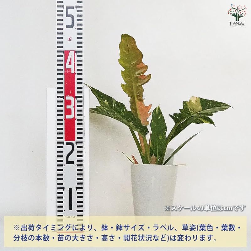 ＩＴＡＮＳＥ フィロデンドロン リングオブファイヤー 4号 3個セット 品種で選べる観葉植物 学名 Philodendron Ring of Fire サトイモ科フィロデンドロン属 ユニークな葉の形状と多彩な色彩が特徴の品種 葉は細長く 深い切れ込み WWW_GEBZETESISAT_COM_TR