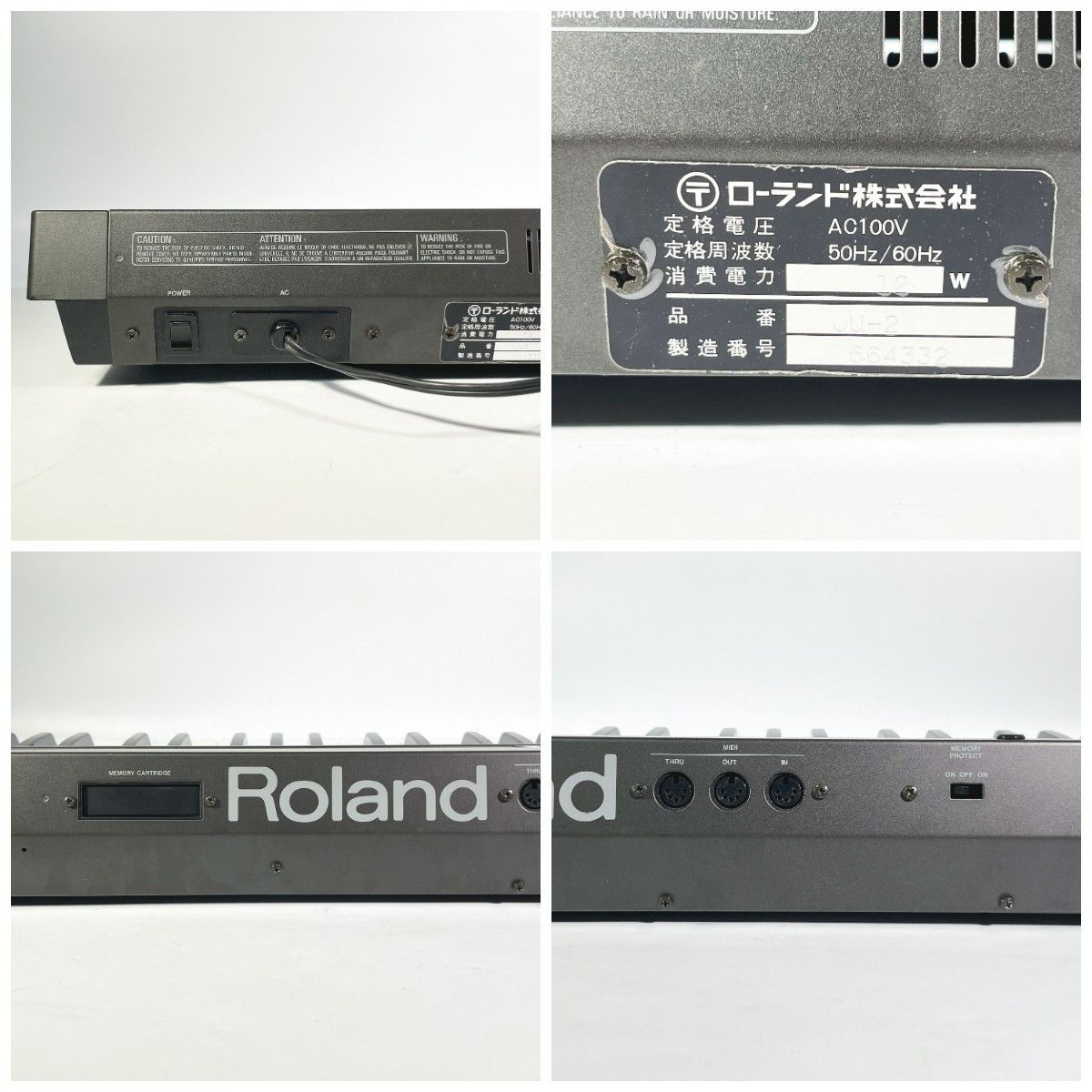 希少【天然野生のカンアオイ＊寒葵＊亀甲斑入り＊ちょこんと可愛いお花