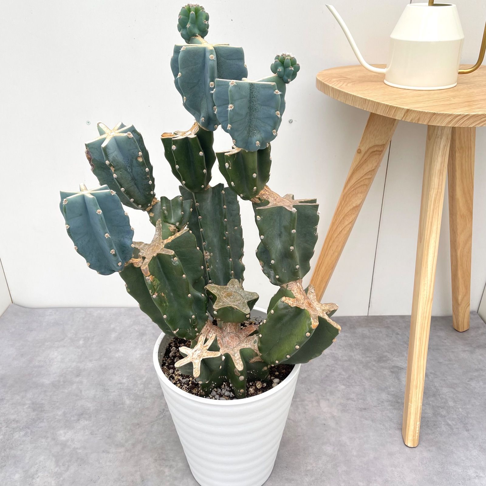 柱サボテン ブランチ 7 現品 観葉植物 室内 ドライガーデン 大型