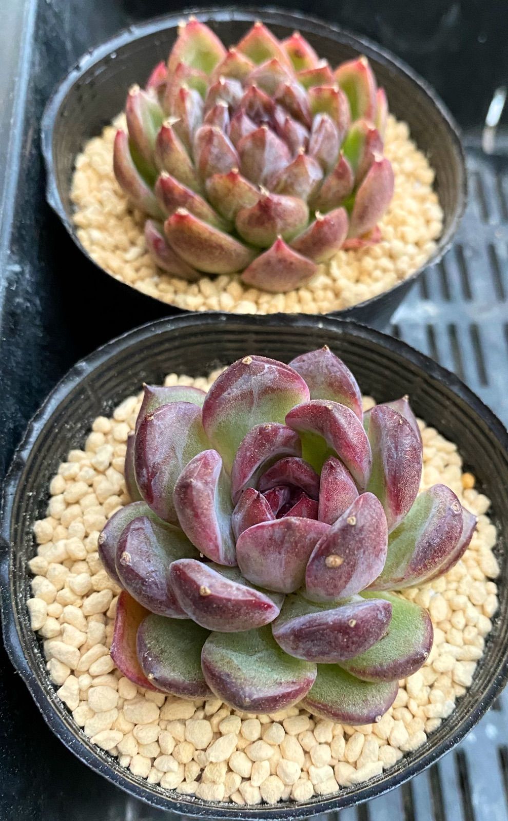 SALE】ブラックローズ 韓国苗 多肉植物 - メルカリ