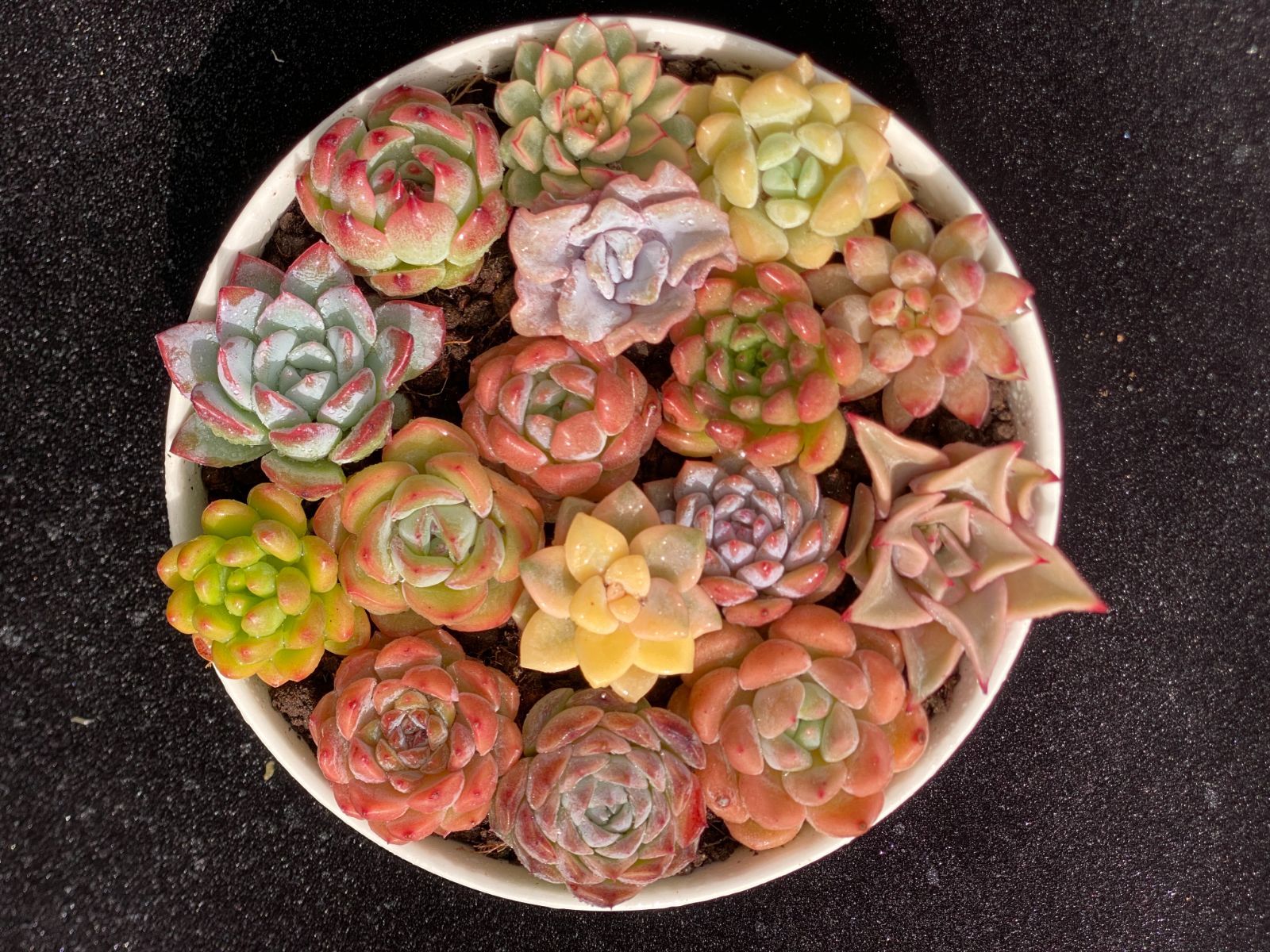 韓国苗 多肉植物 エケベリア 年末年始ギフト 16苗セット【SP3】 韓国苗