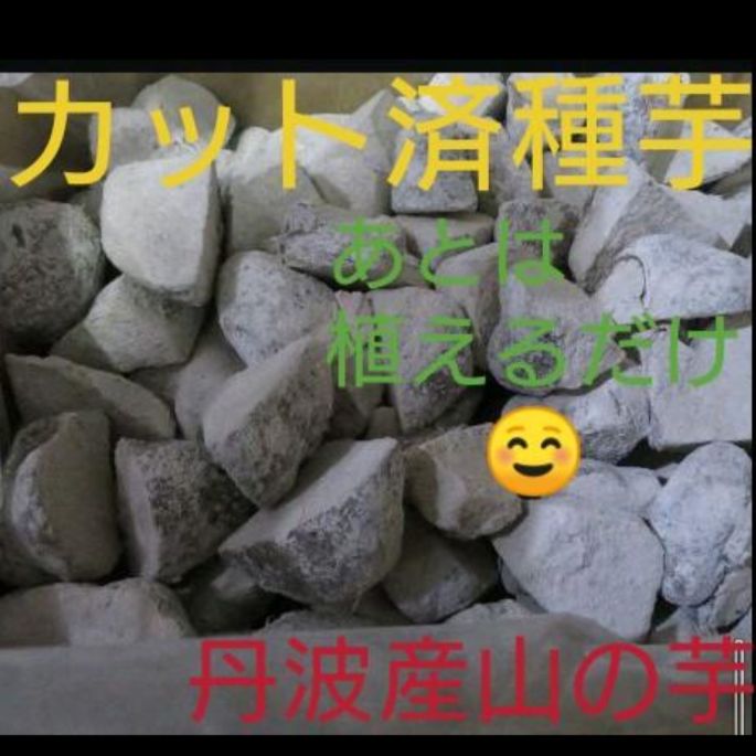 後は植えるだけ カット種芋5kg 丹波山の芋