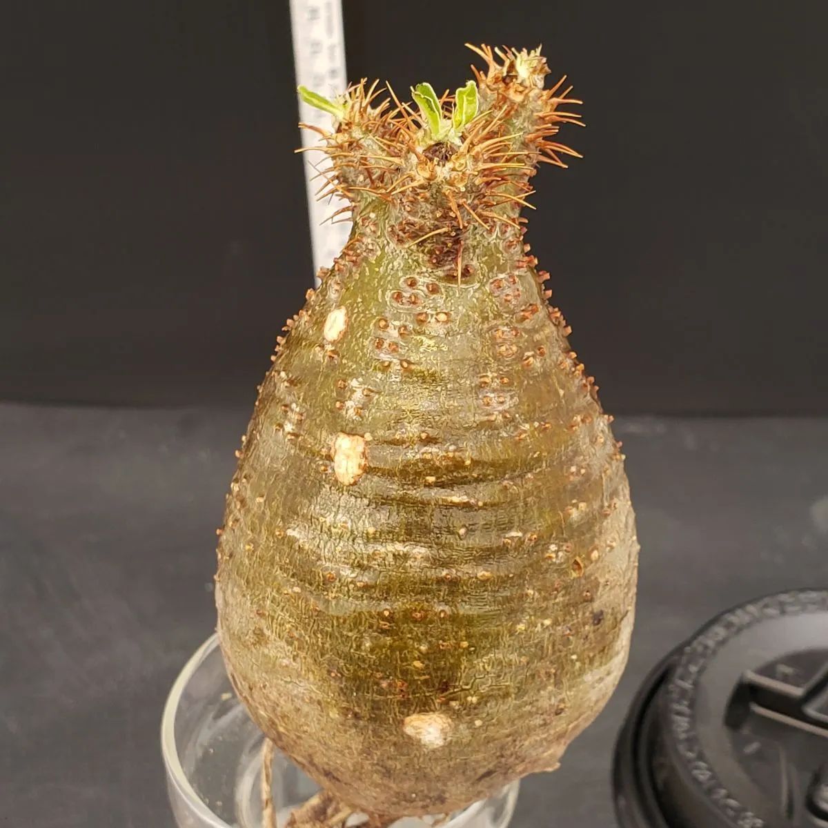 E130【最新到着】Pachypodium グラキリス（S）（現地球・抜き苗）【塊根植物】 - メルカリ