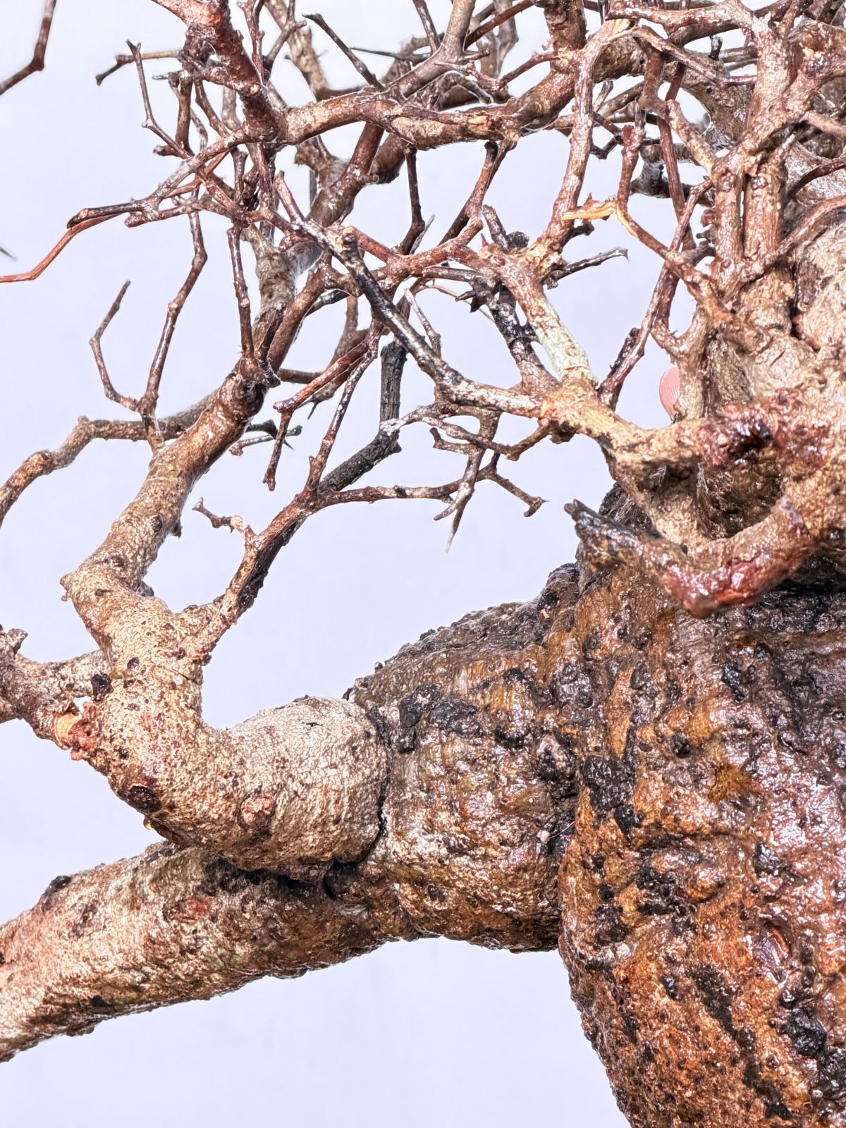 Madagascar オペルクリカリア