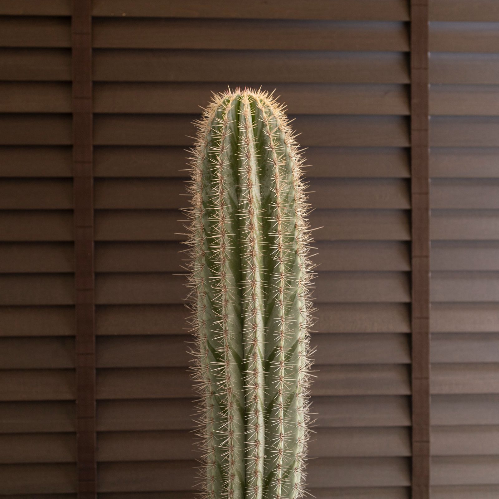 武倫柱 ブリンチュウ 5苗 抜き苗 武倫柱 ブリンチュウ 10苗 抜き苗発送