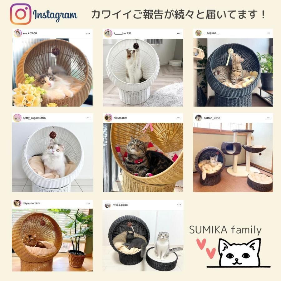 多頭飼い ねこ