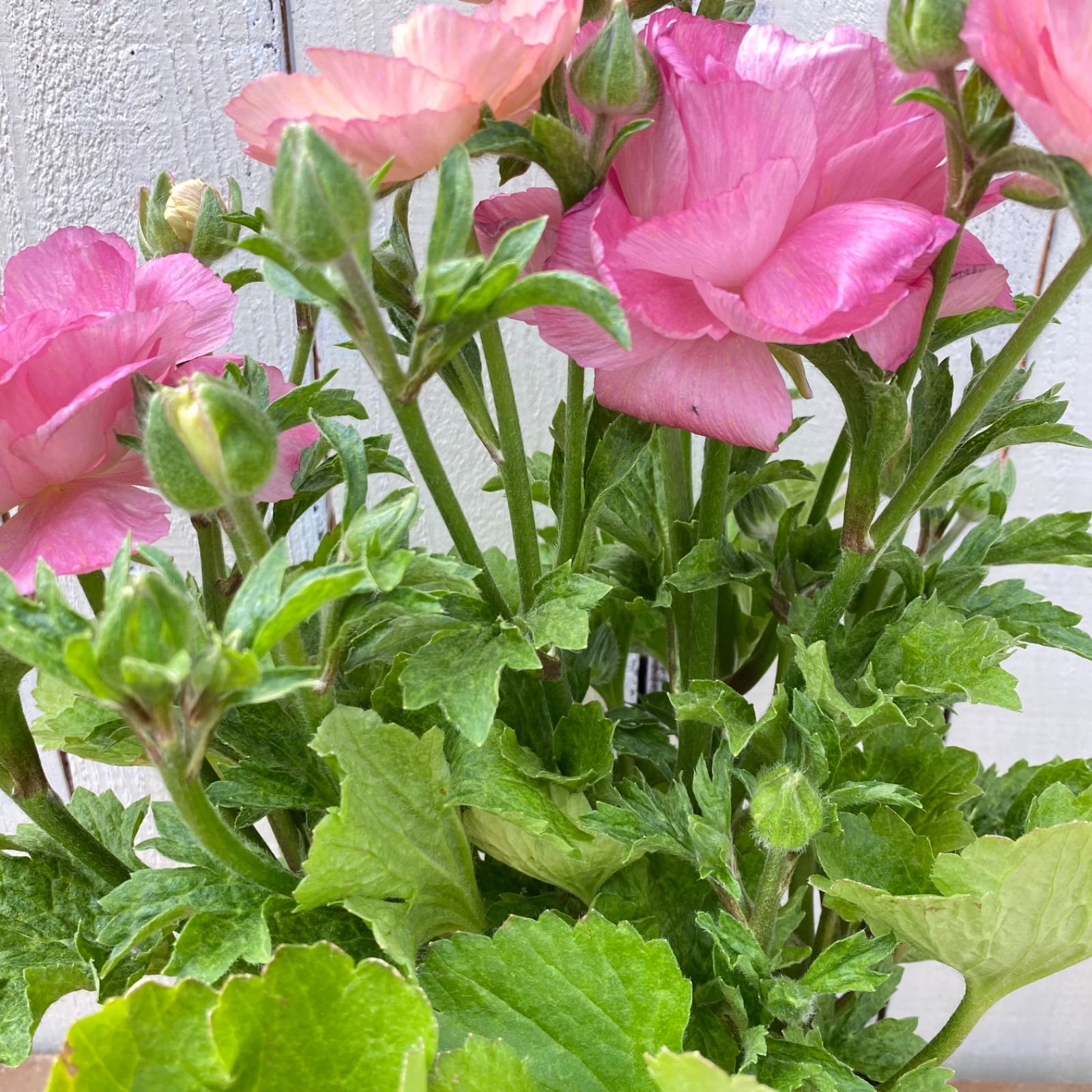 ラナンキュラスラックス セイレン - メルカリ