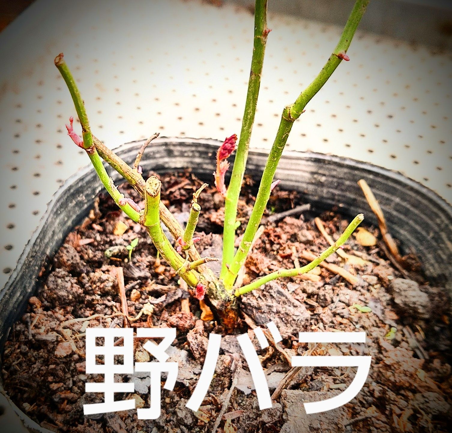 根元の直径