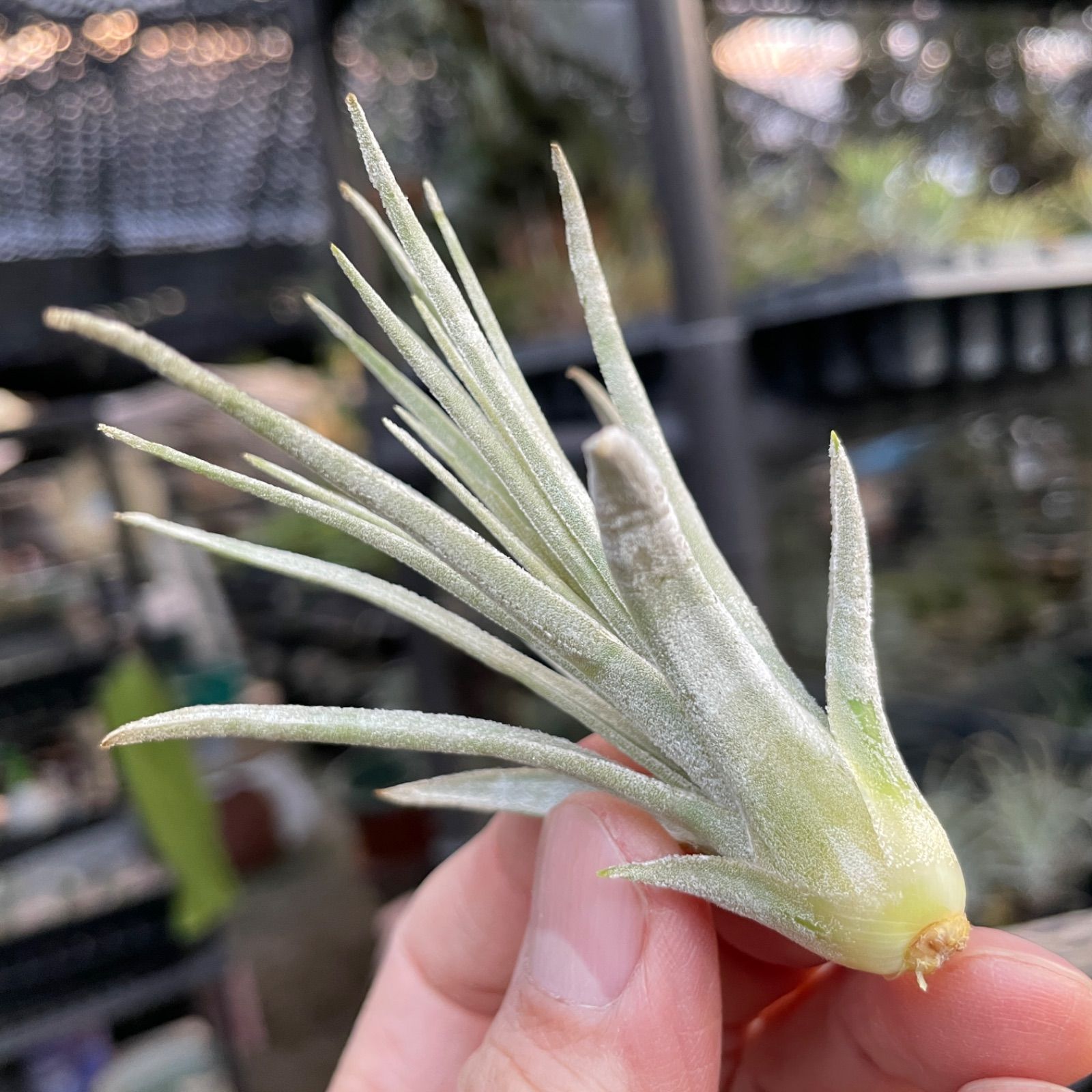 Tillandsia mauryana チランジア モーリアナ - 観葉植物