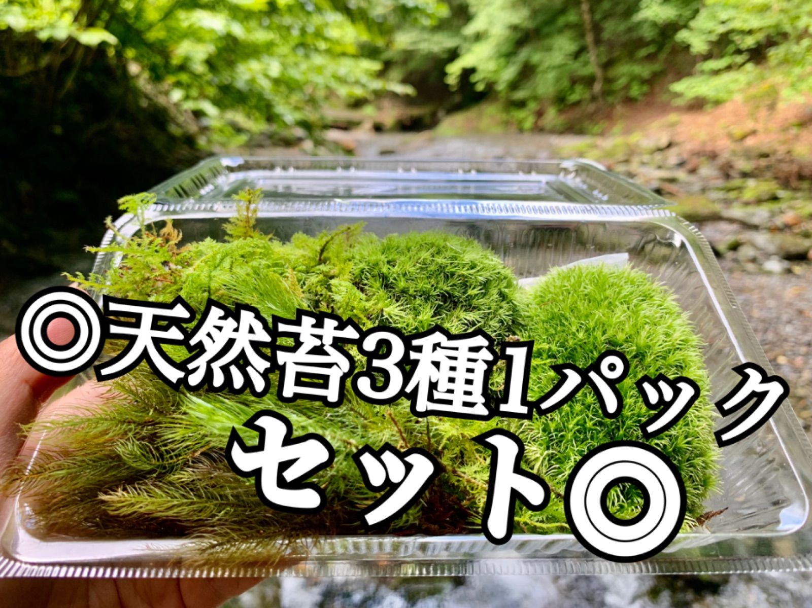 天然苔 詰め合わせ - 苔玉・苔