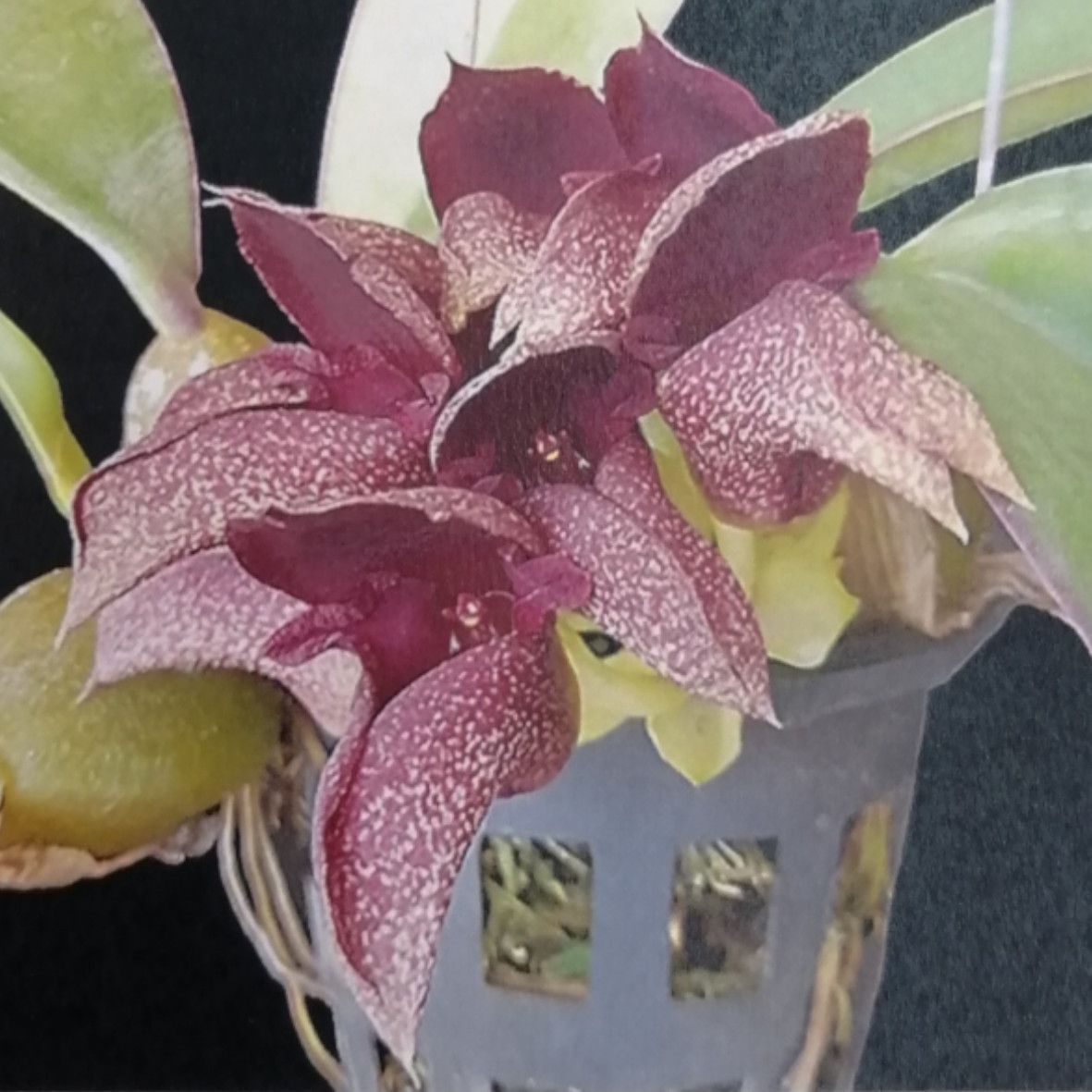 洋蘭 原種 大株 バルボフィラム Borneo bulbophyllum cruciatum