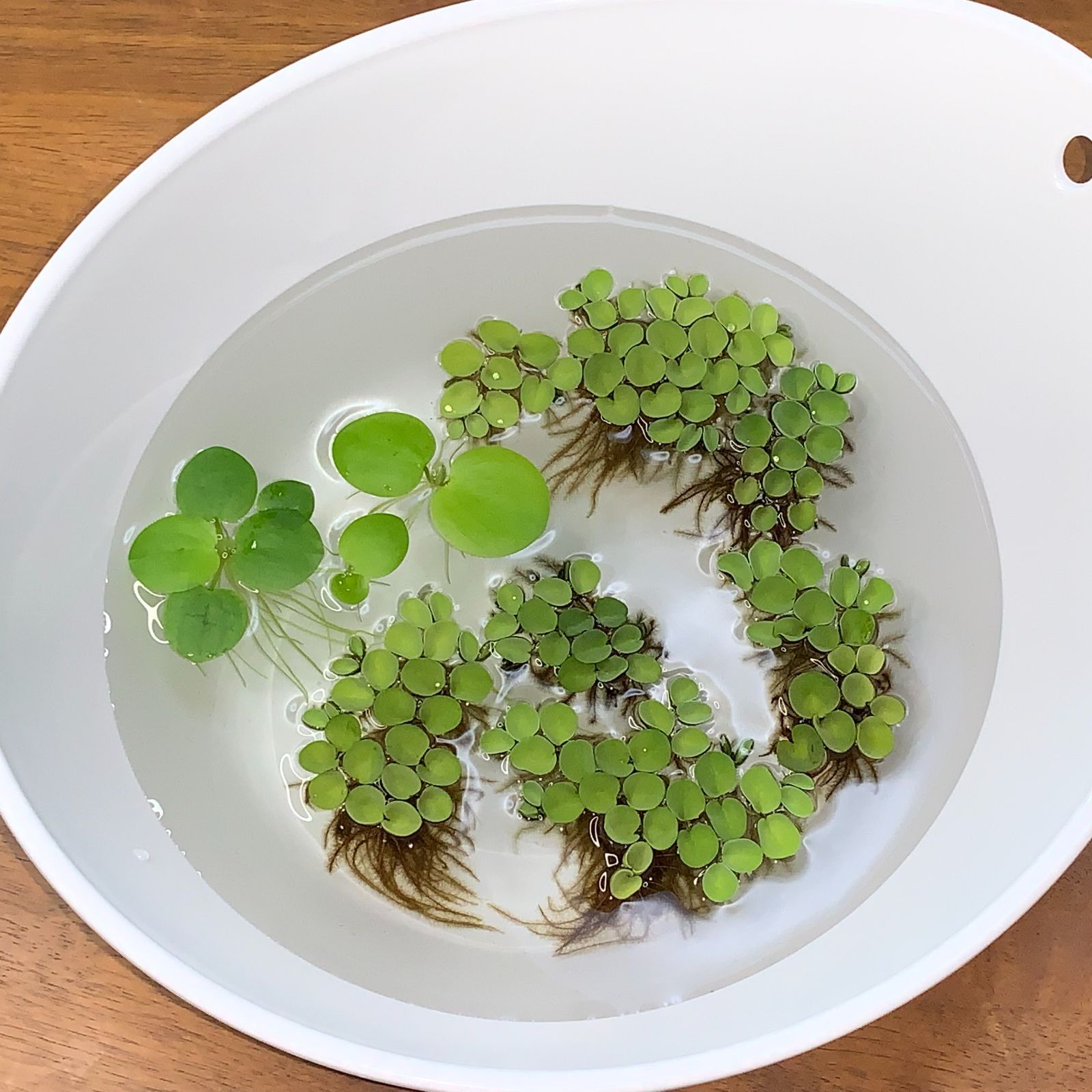 メルカリshops 水草 浮き草 2種 メダカの産卵床や水質改善に