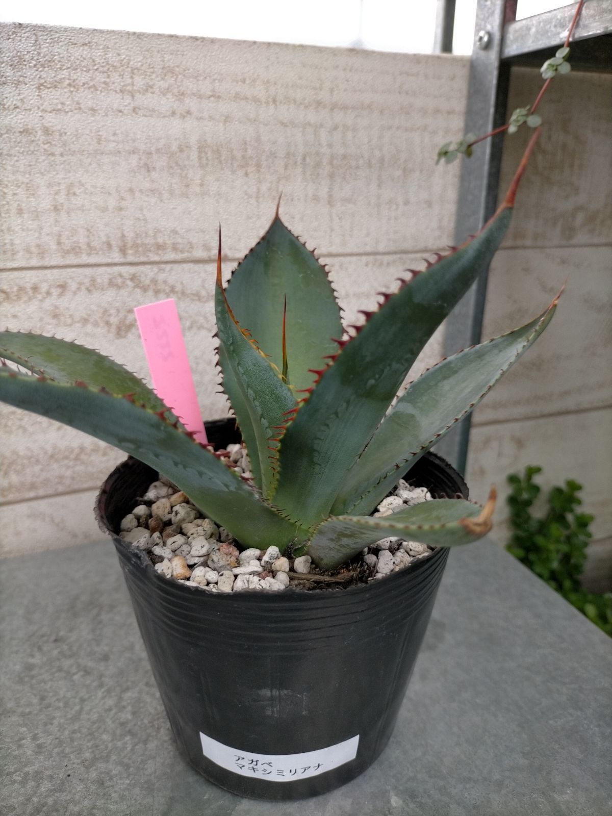 【現品・鉢まま出荷】かっこいい!!　アガベ・マキシミリアナ　大株 現品・鉢まま出荷】かっこいい!! アガベ・マキシミリアナ 大株