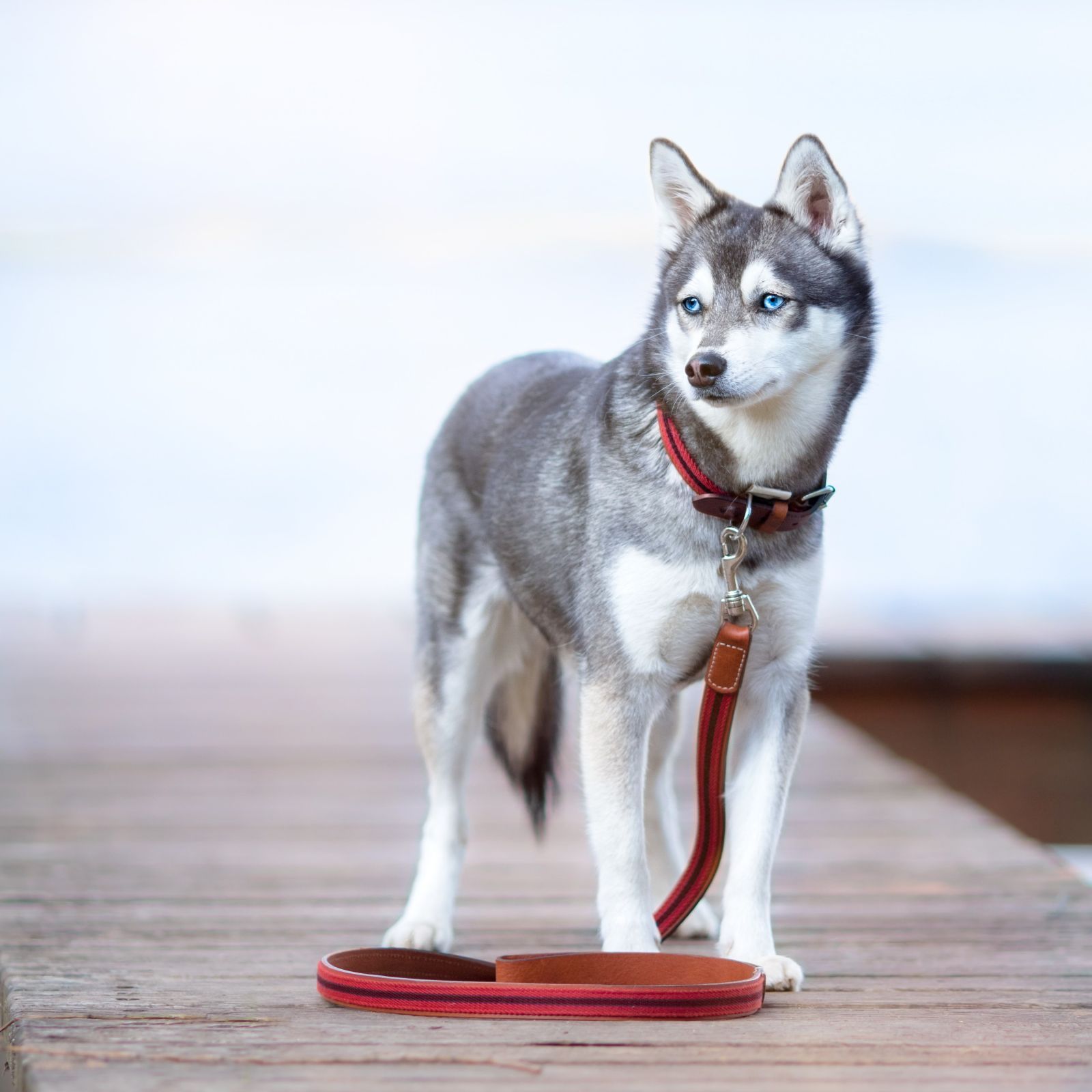 スペイン製 高級犬用リードと首輪セットBaseball Red（小型犬