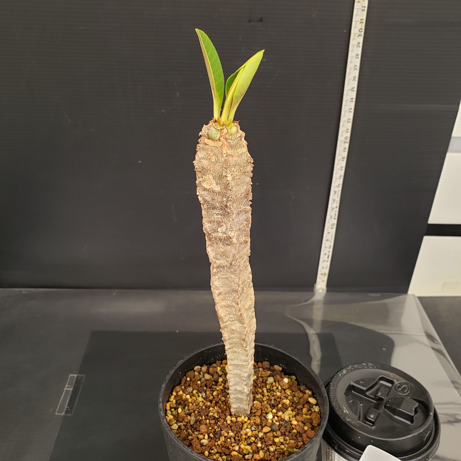 Adenia spinosa アデニア スピノーサ 手乗り 現地球 発根済 Adenia spinosa / アデニア スピノーサ 【発根済】 | GREEN MONSTERS