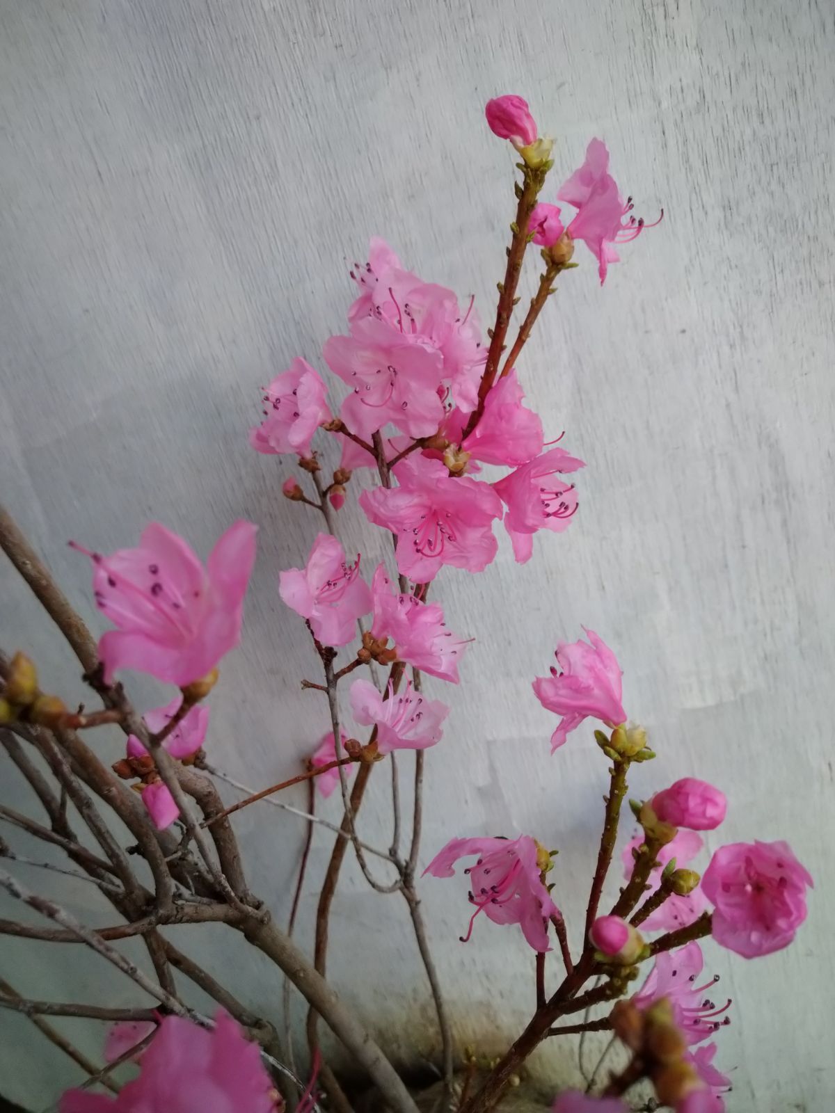厳選桜ゲンカイツツジ株立ち