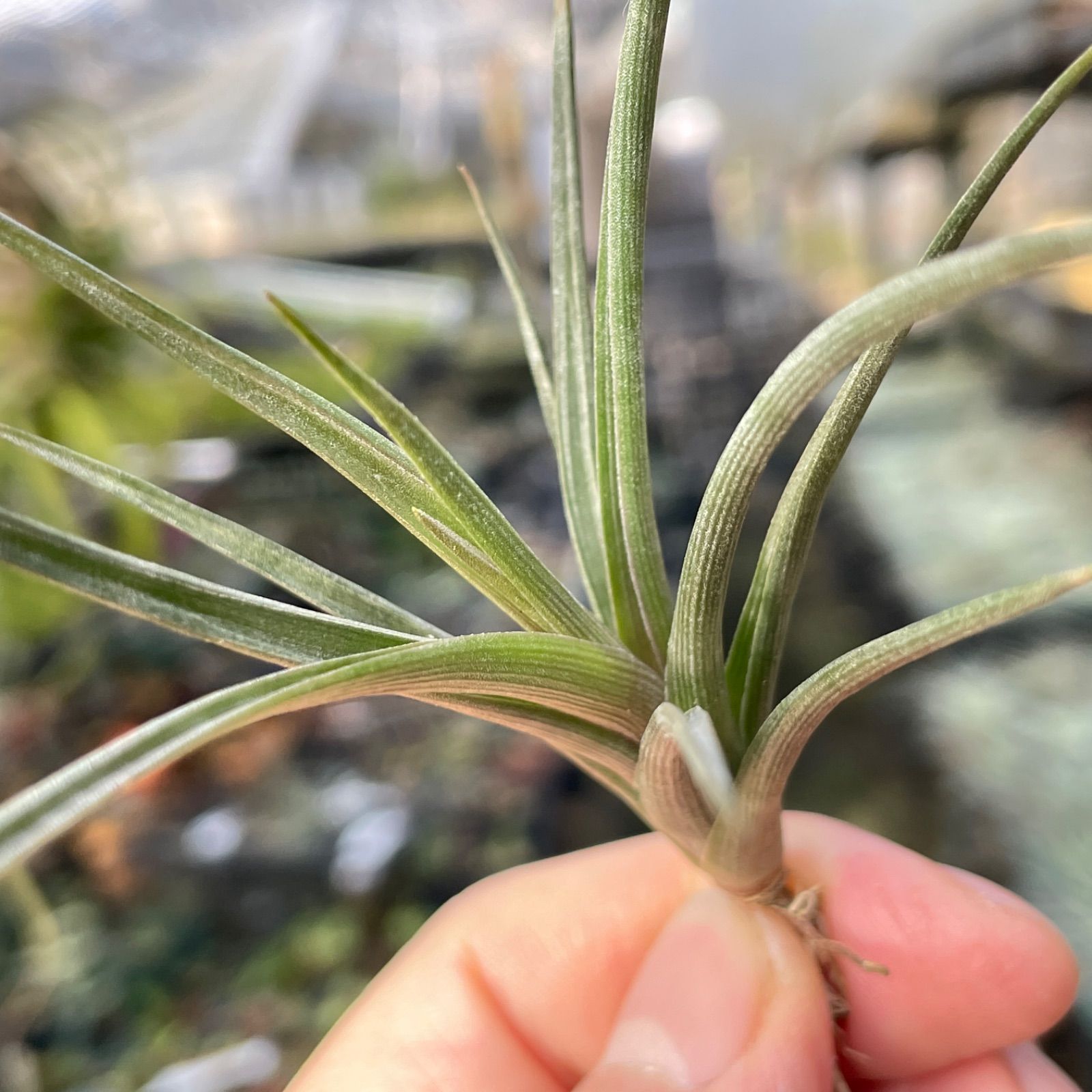 ブロメリア・エアープランツ Tillandsia erici チランジア エリックノブロック Tillandsia 'Eric knobloch' タイ由来