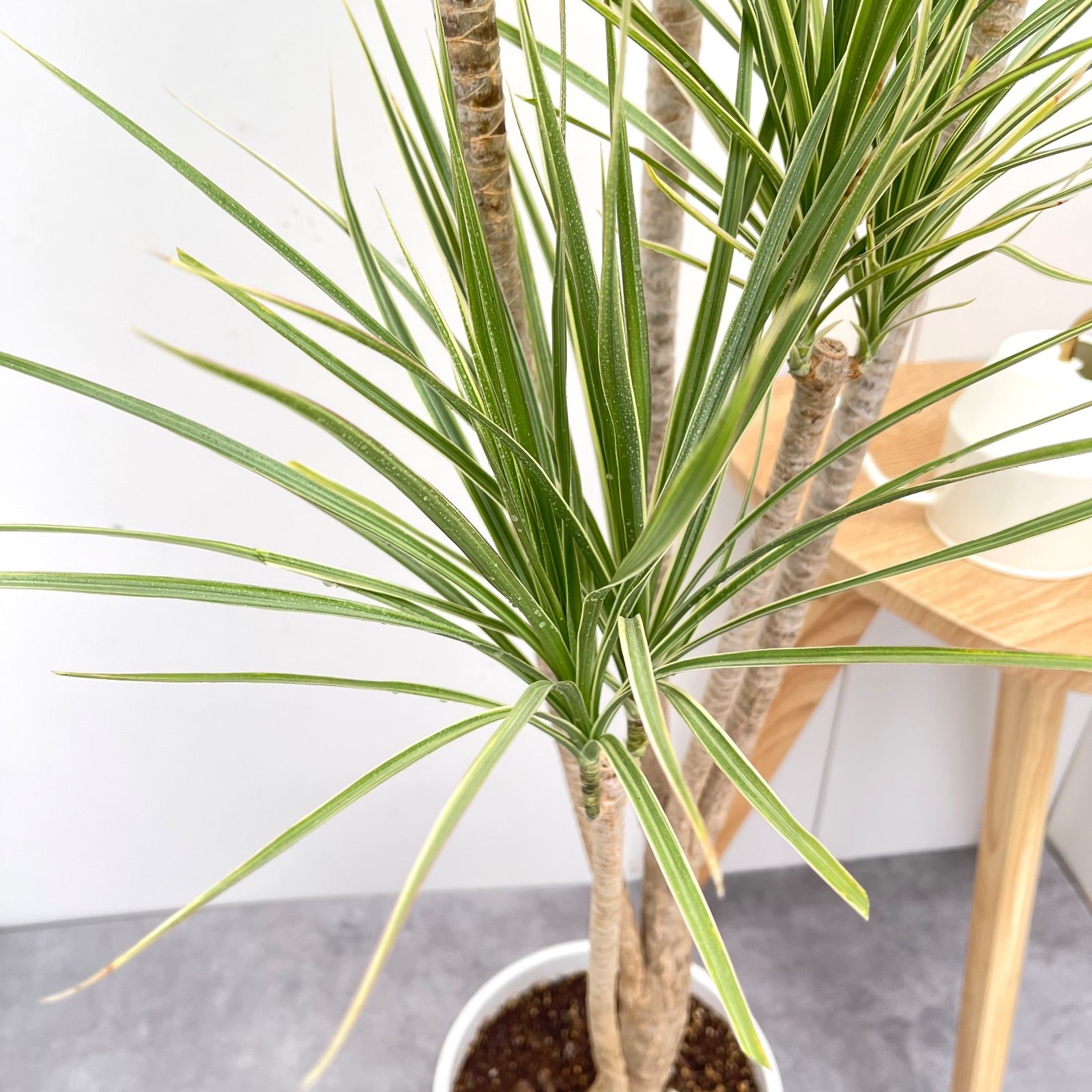 コンシンネ ホワイボリー