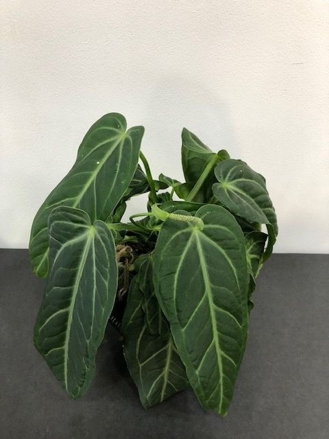 希少！アンスリウム（アンスリューム）ヴィレナオルム　ボリューム　人気　観葉植物　多肉植物　インテリアグリーン　①