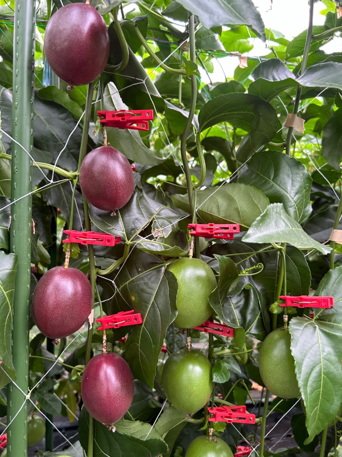 鹿児島県産 産地直送 パッションフルーツA品 MSサイズ 約4キロ クール便