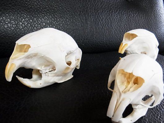 アフリカ便 ケープタテガミヤマアラシの頭骨 ※データ付属します - メルカリ