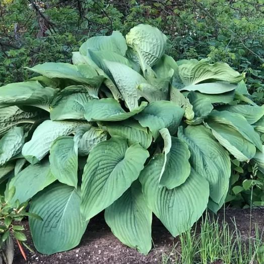 ホスタ ギボウシ エンプレスウー 4号ロング苗 宿根草 多年草 庭植え