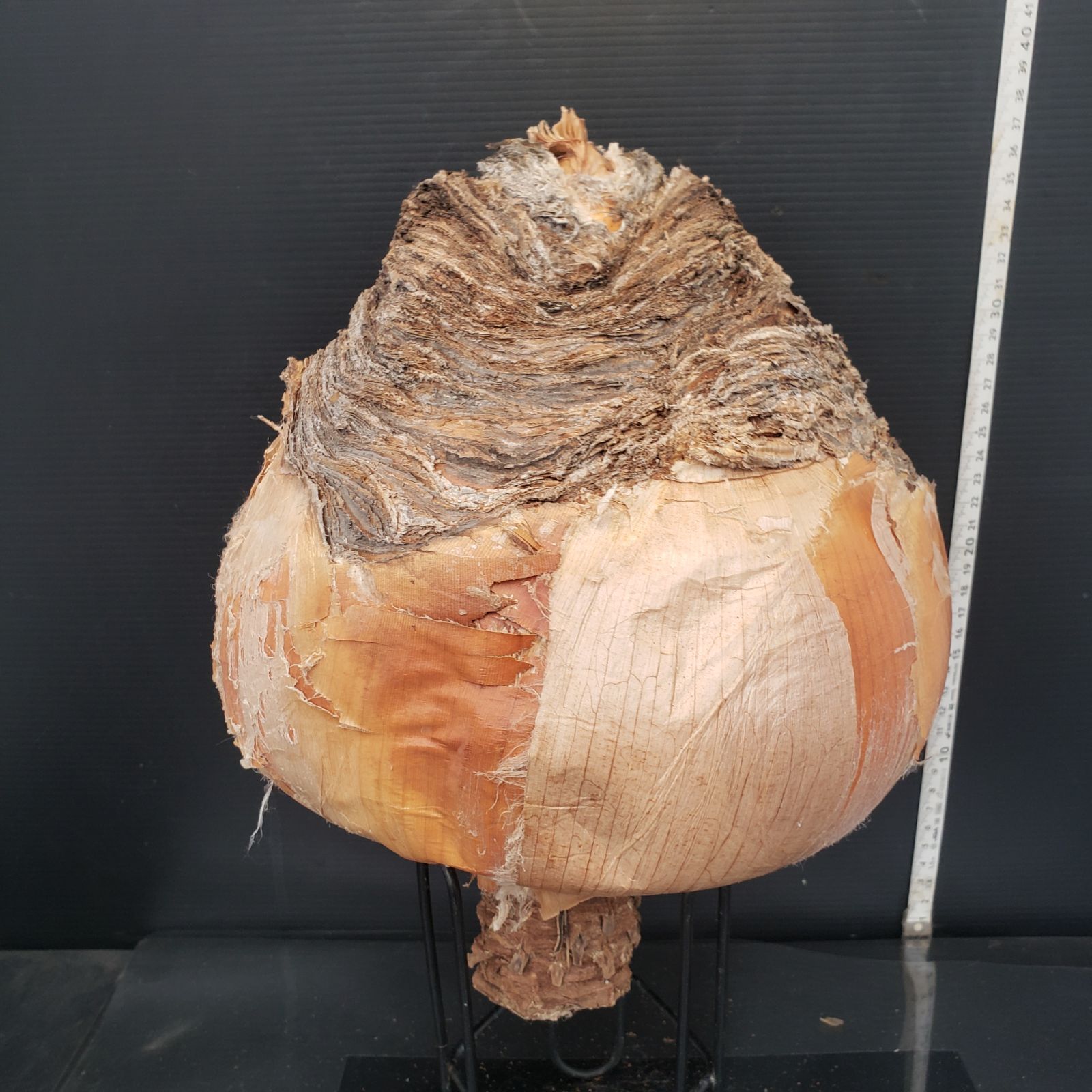 Z422 最新到着 Boophane ハエマンソイデス ML 現地球 抜き苗 球根植物 ブーファン ハエマンソイデス