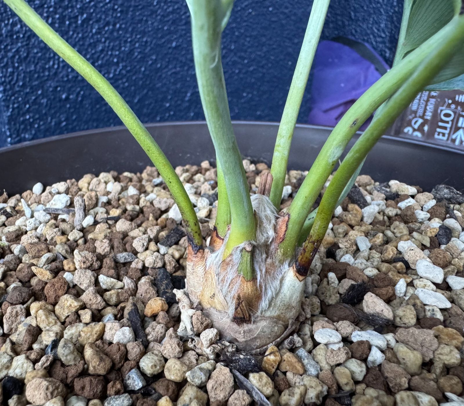 エンセファラルトス